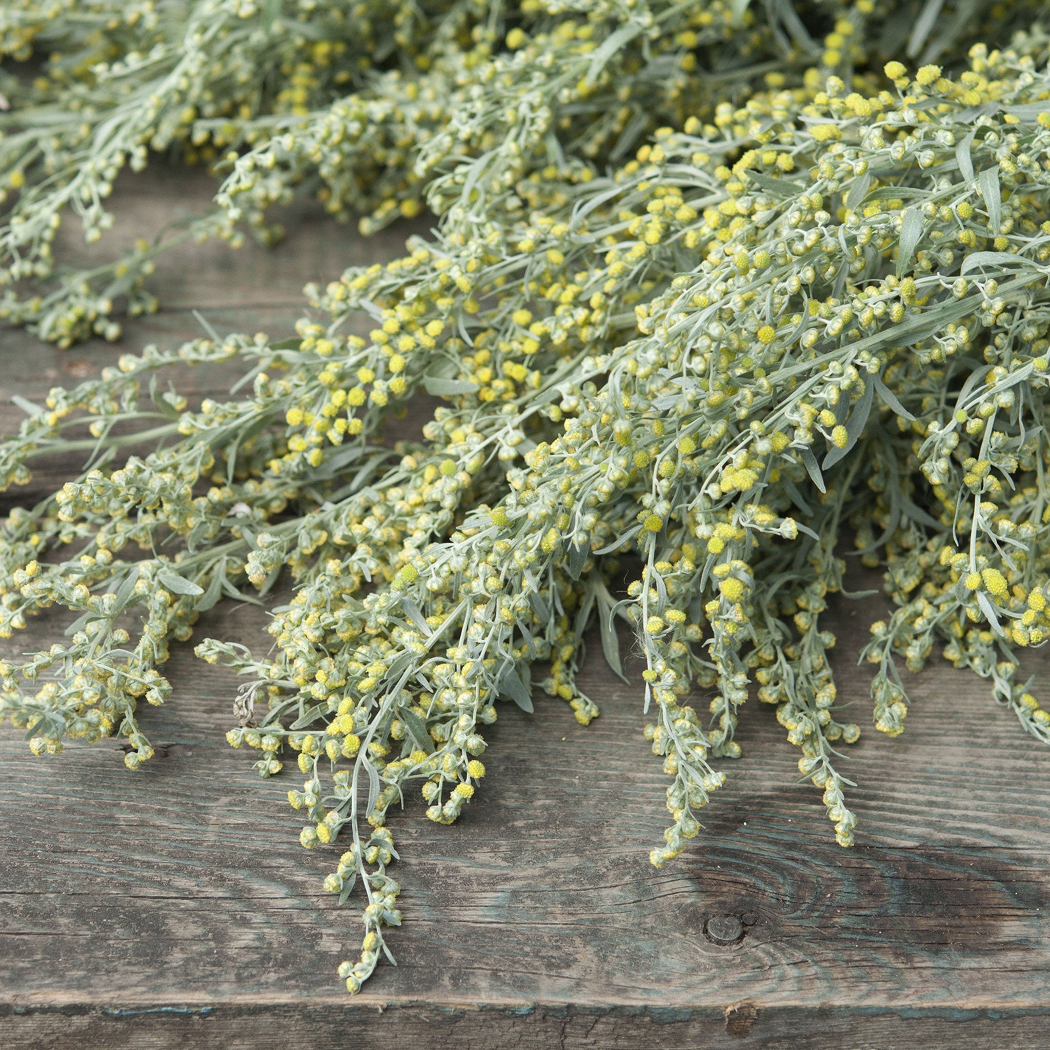absinthe wormwood seeds