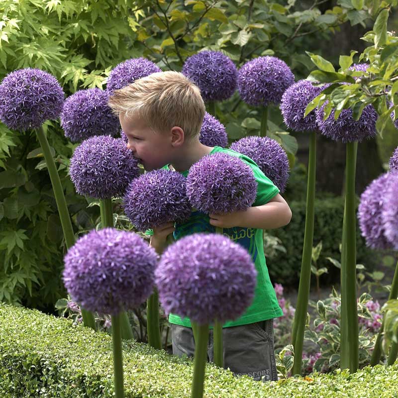 fragrant flower bulbs