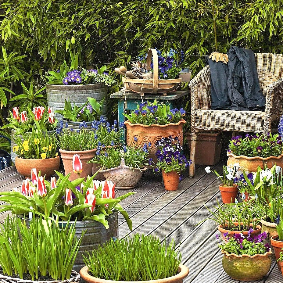 container garden seeds & bulbs