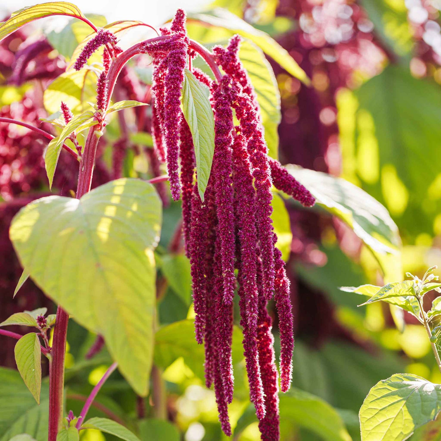 Amaranthus Seeds