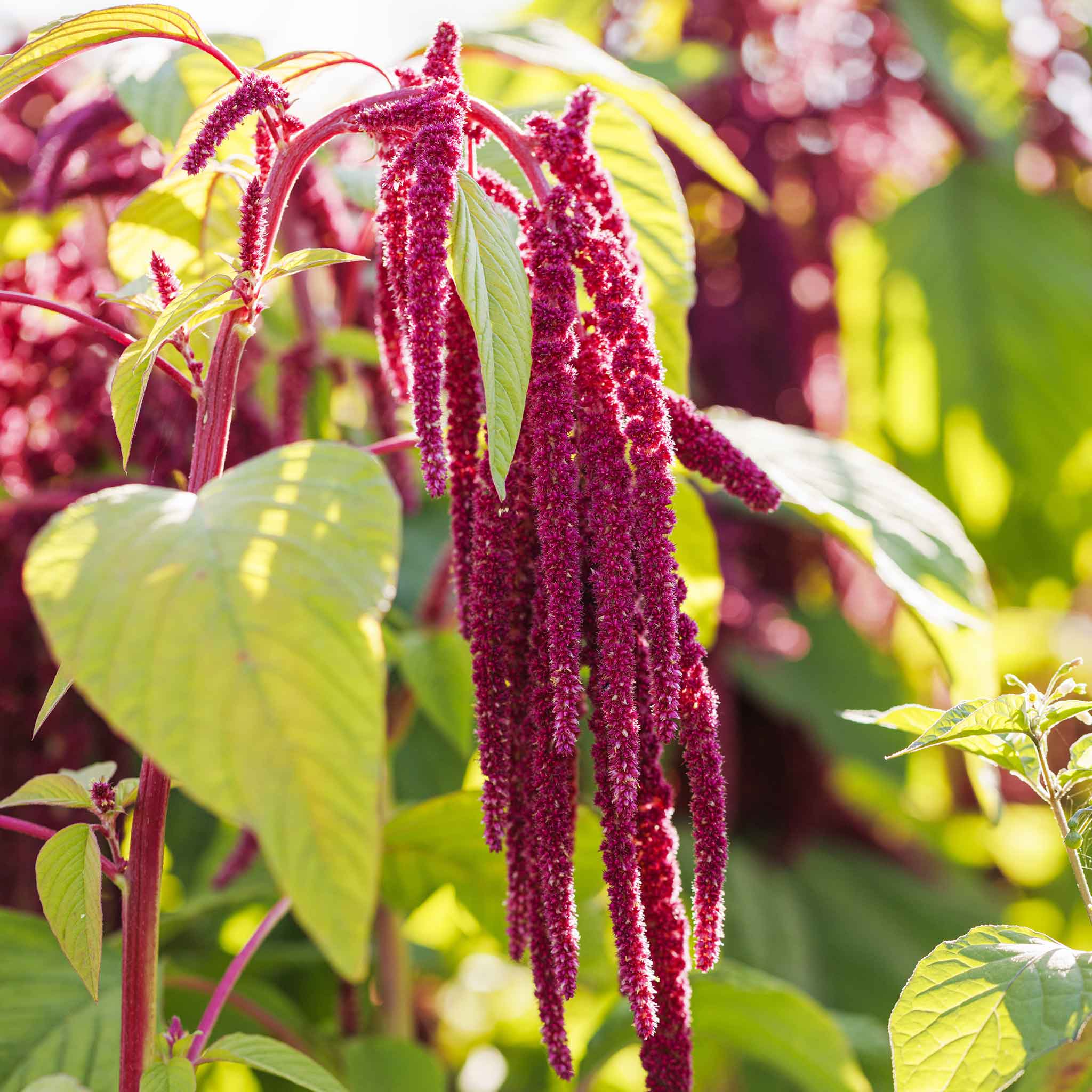 amaranthus seeds