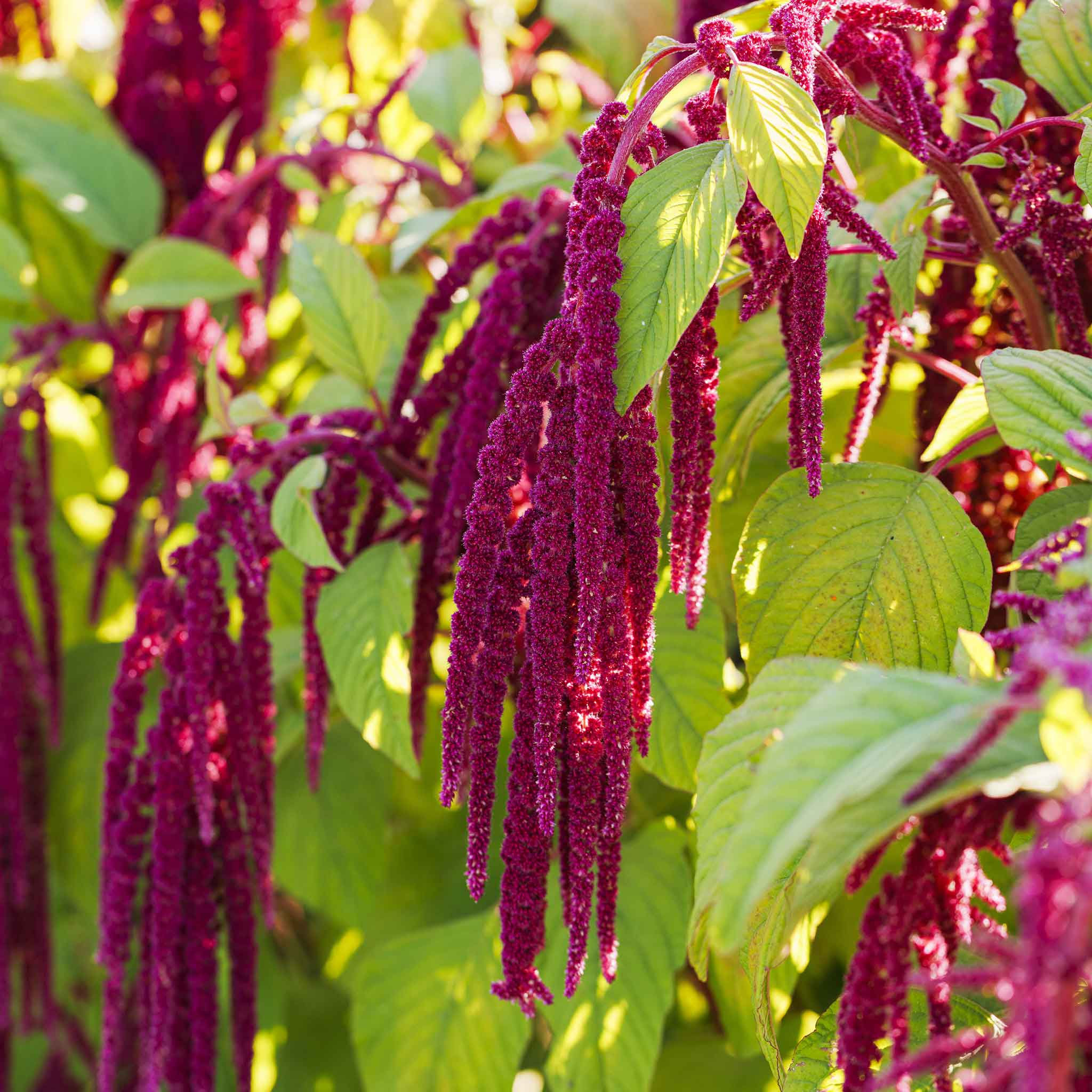 amaranthus flowers