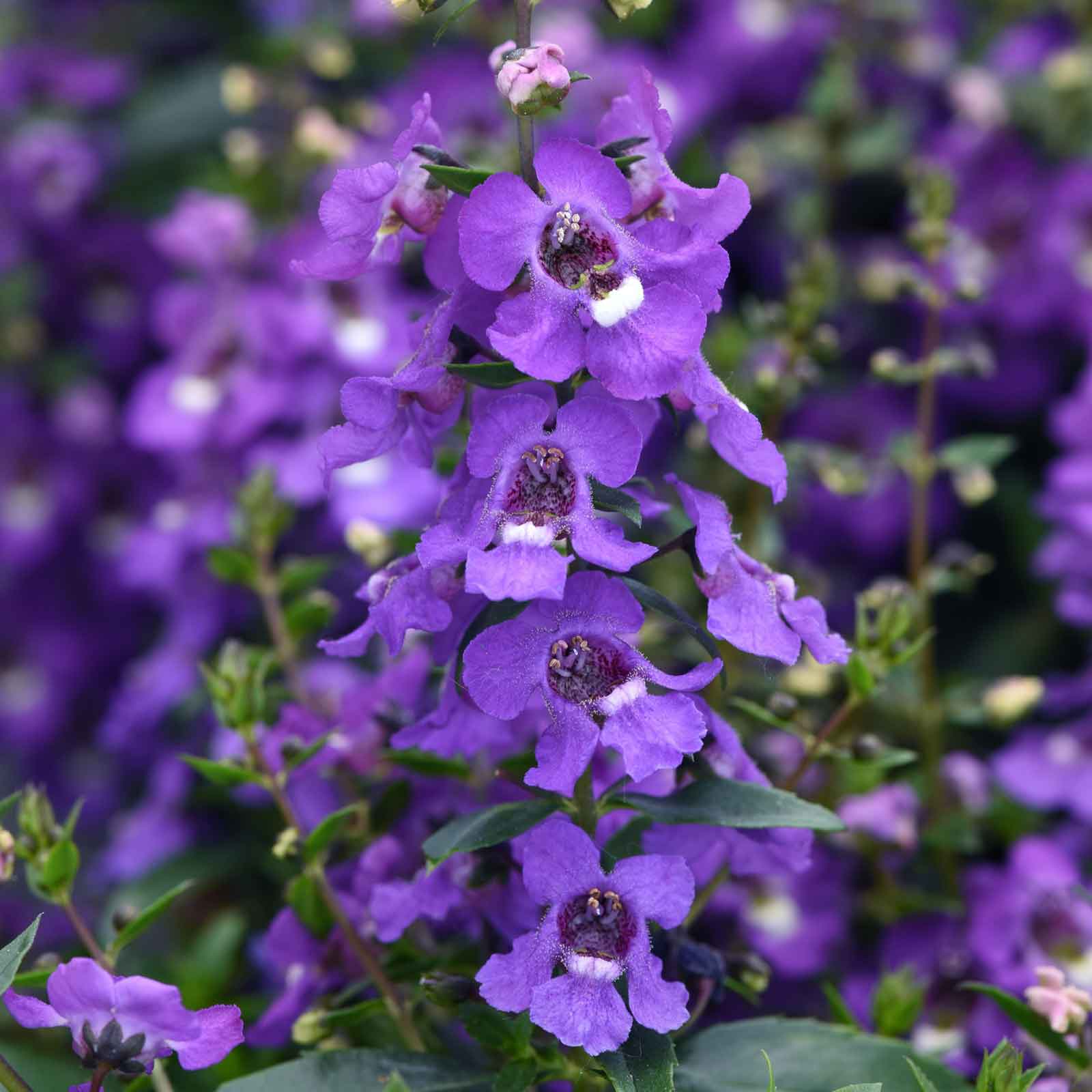 angelonia seeds