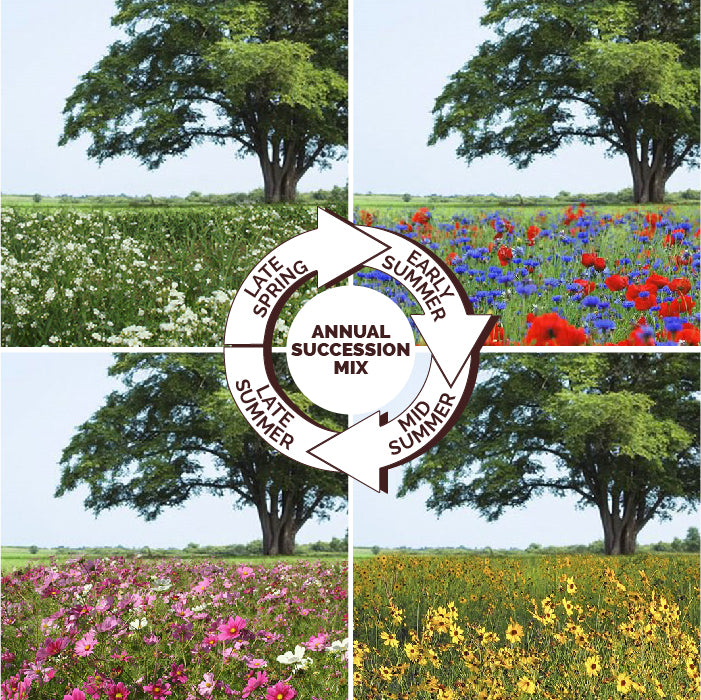 endless summer wildflower mixes