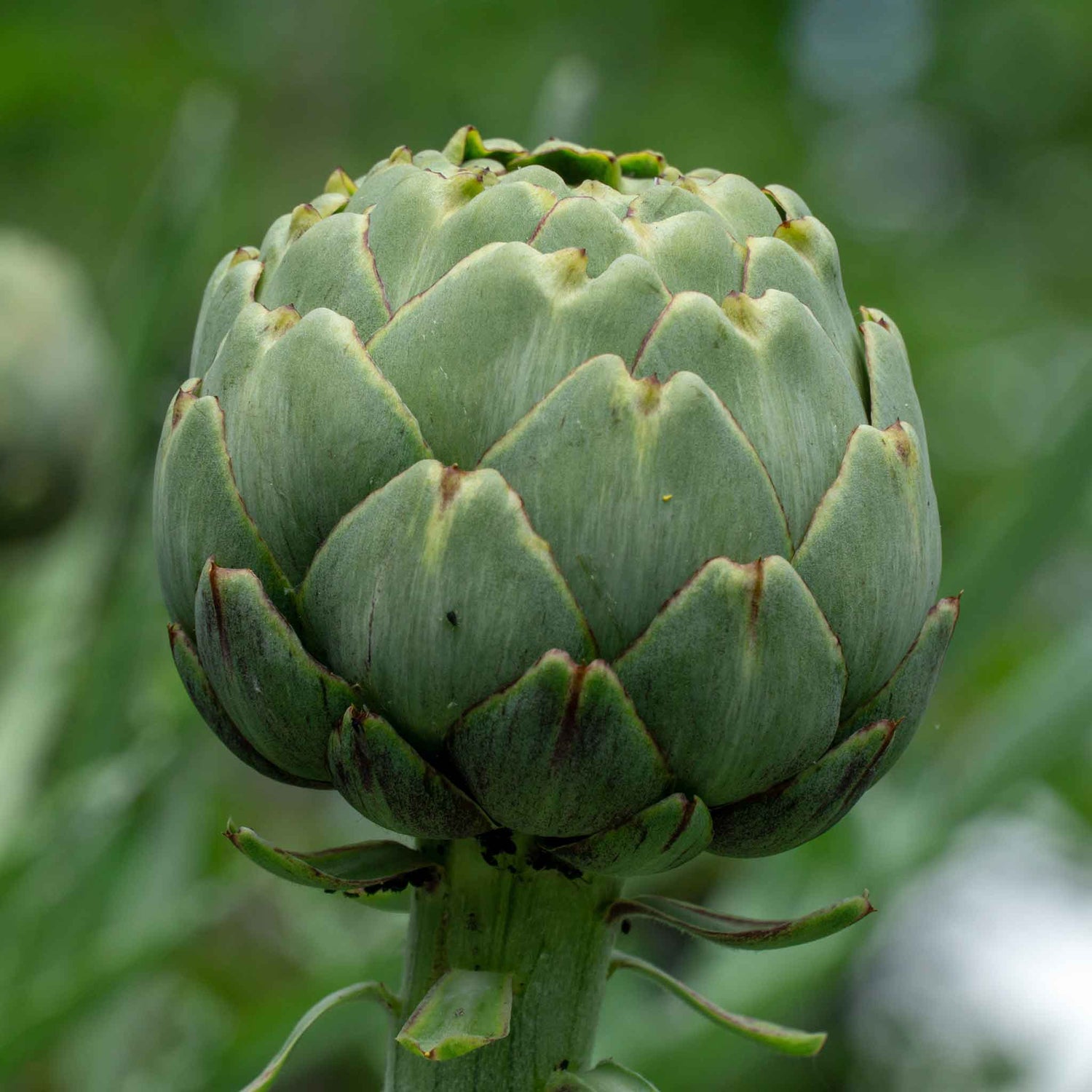 Artichoke Seeds (Heirloom)