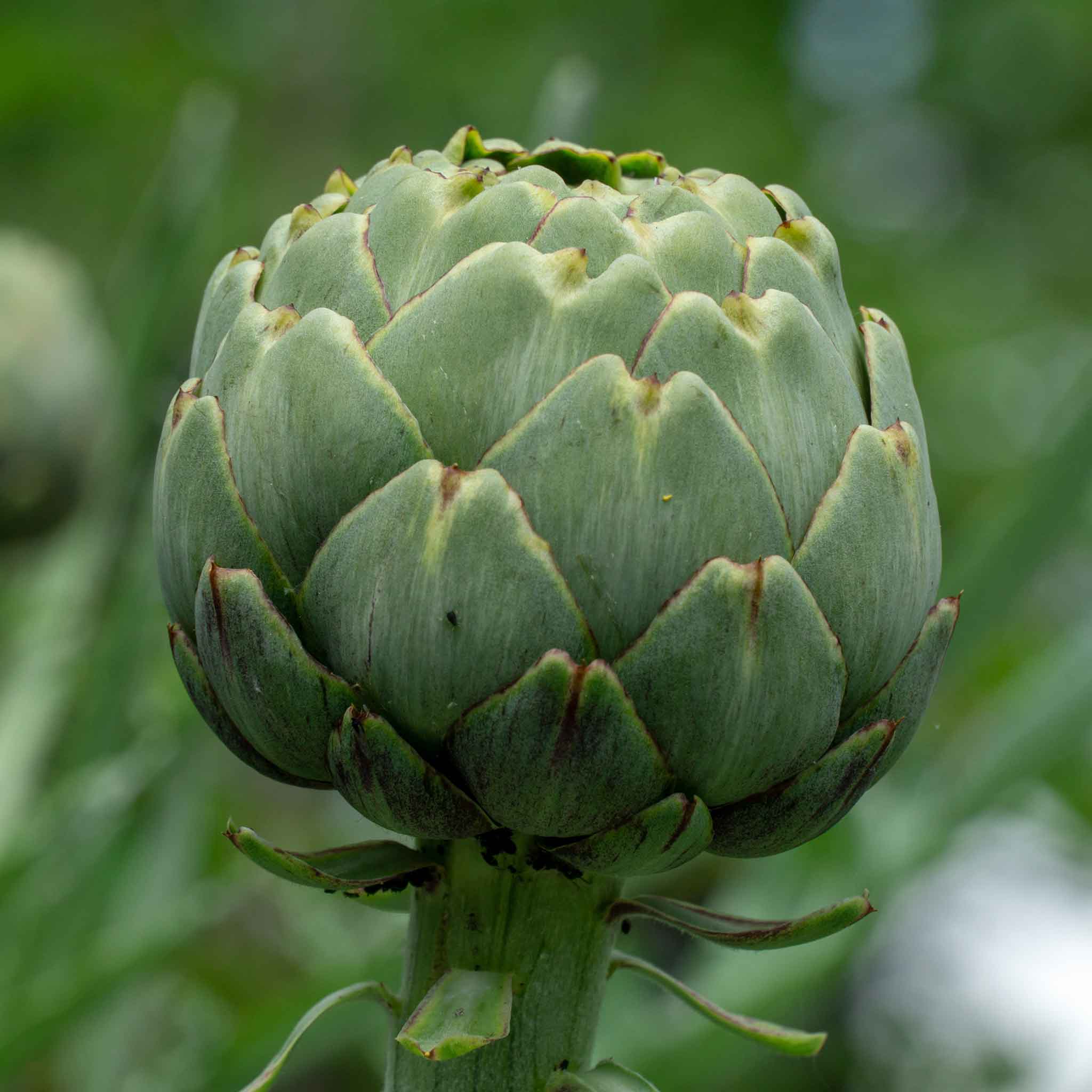 artichoke