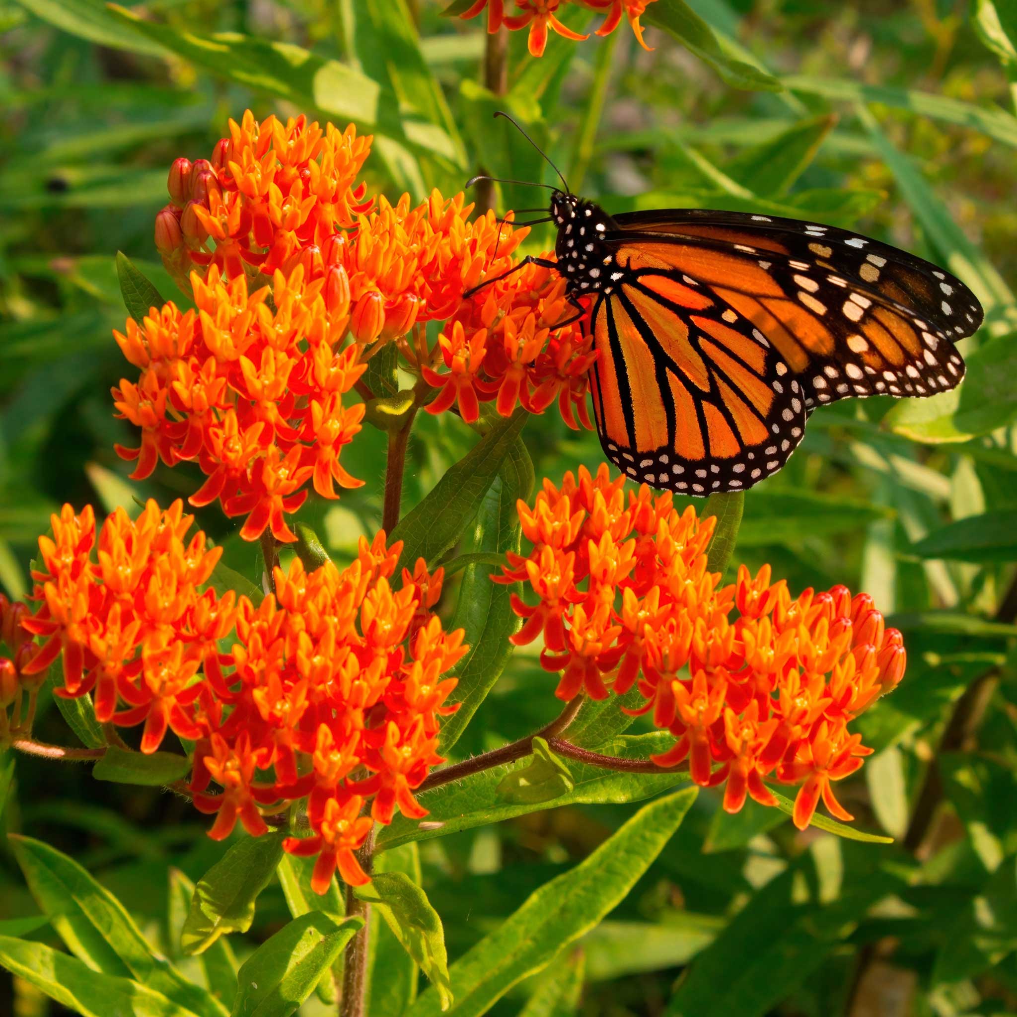 butterfly milkweed asclepias