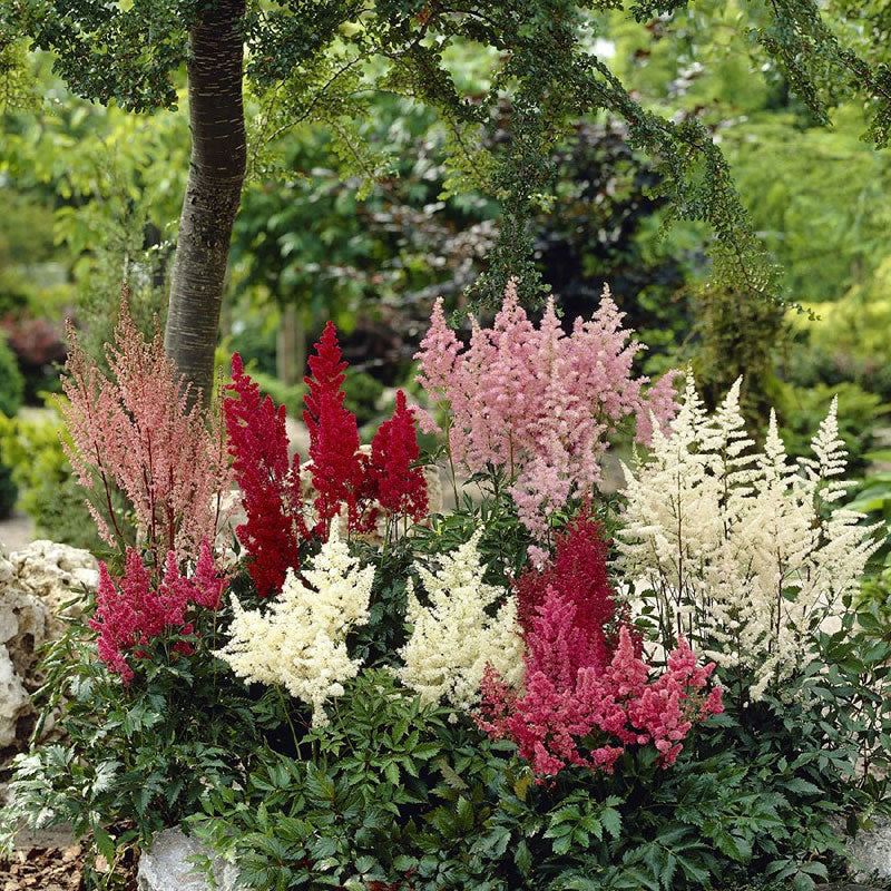 HEARTH & HAND ASTILBE Flower (16) 5 Stems per Bundle Floral Plant