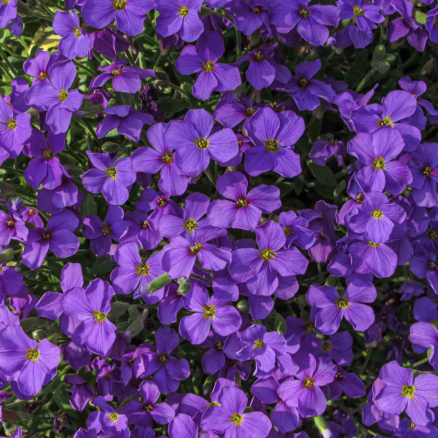 Aubrieta Seeds