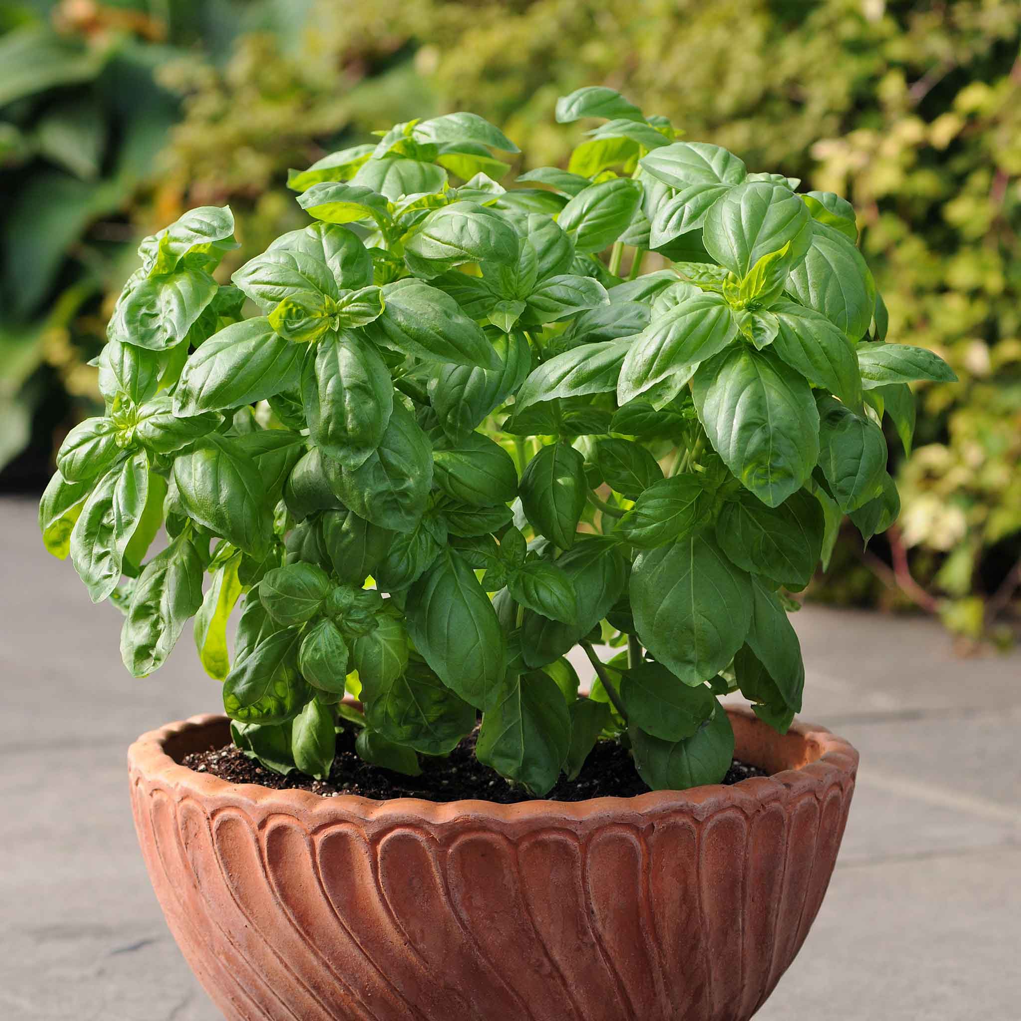 new vegetables and herbs