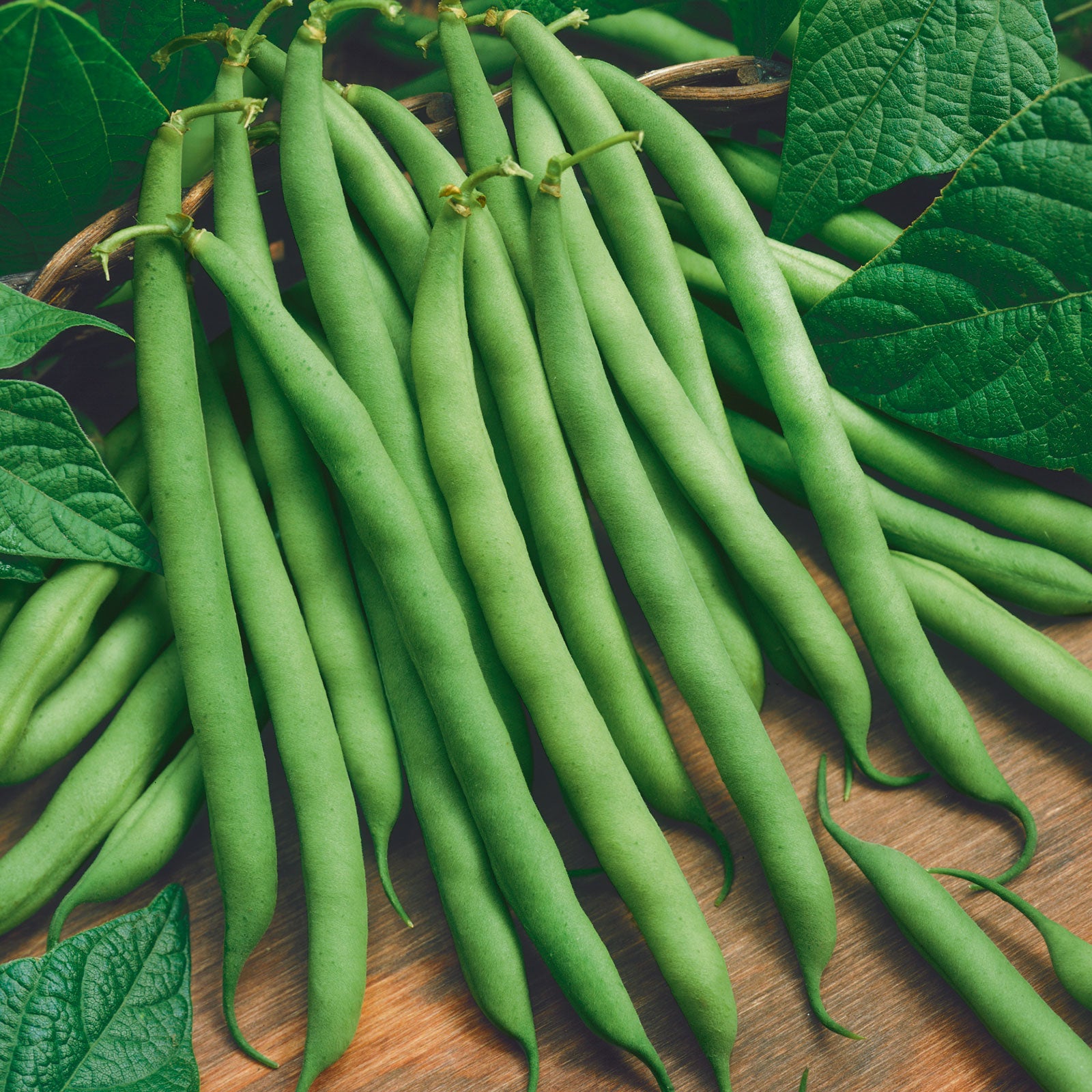 bush bean seeds