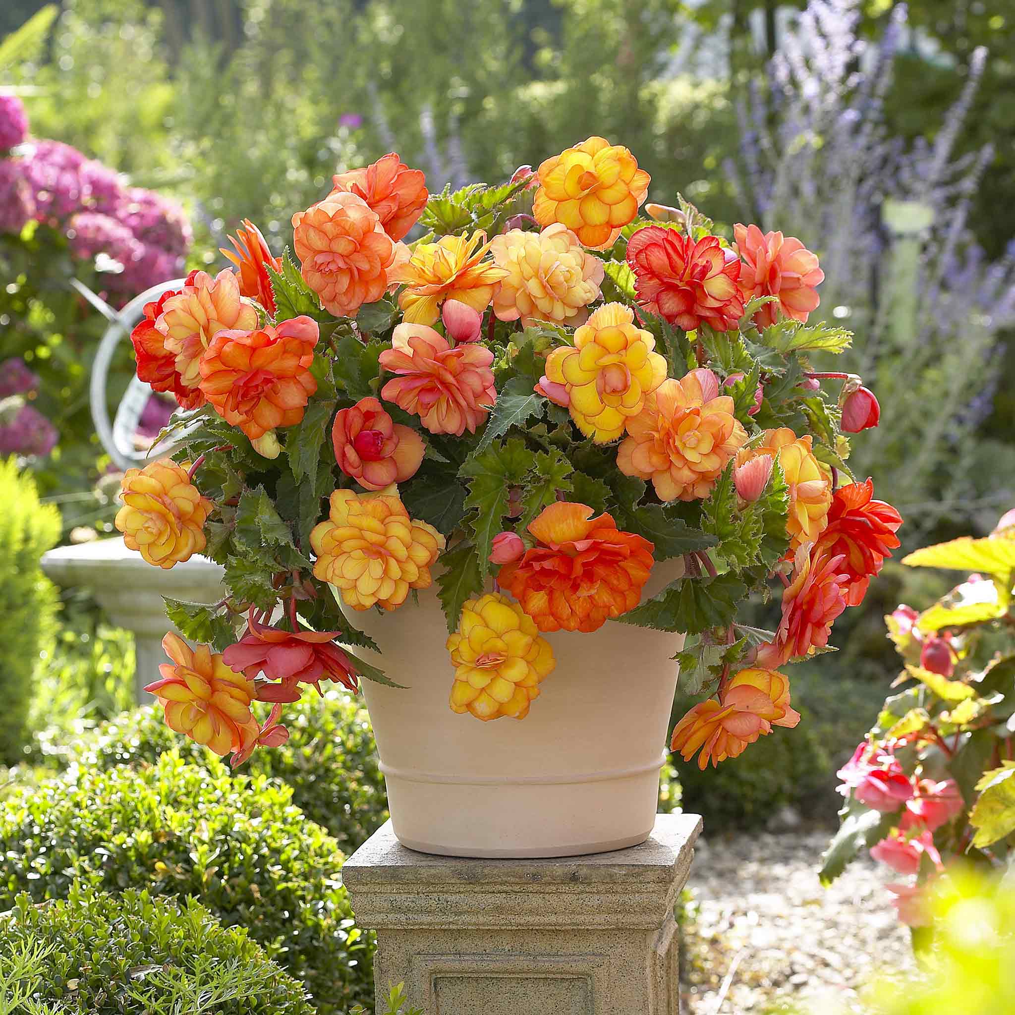 tuberous begonia bulbs