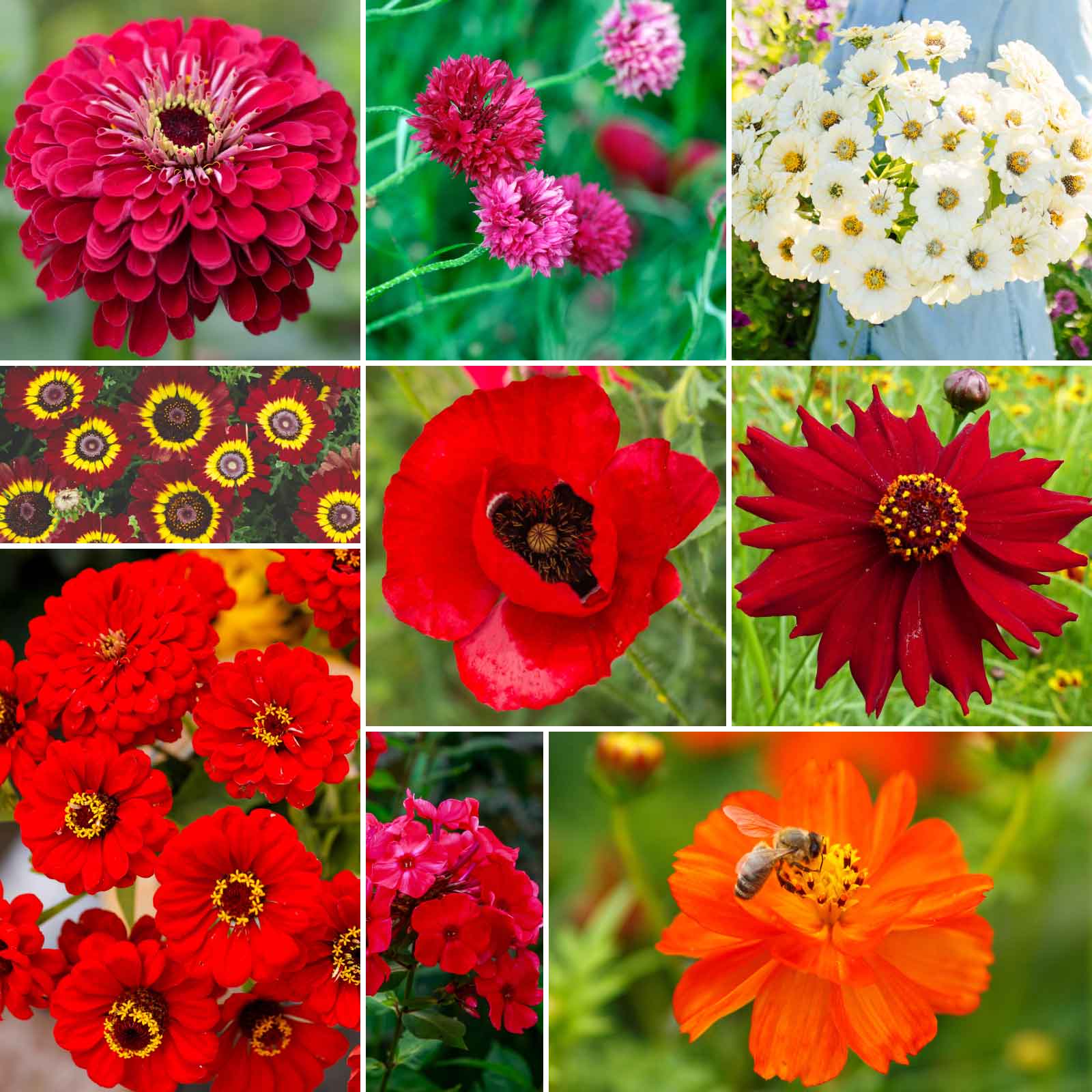red flowers