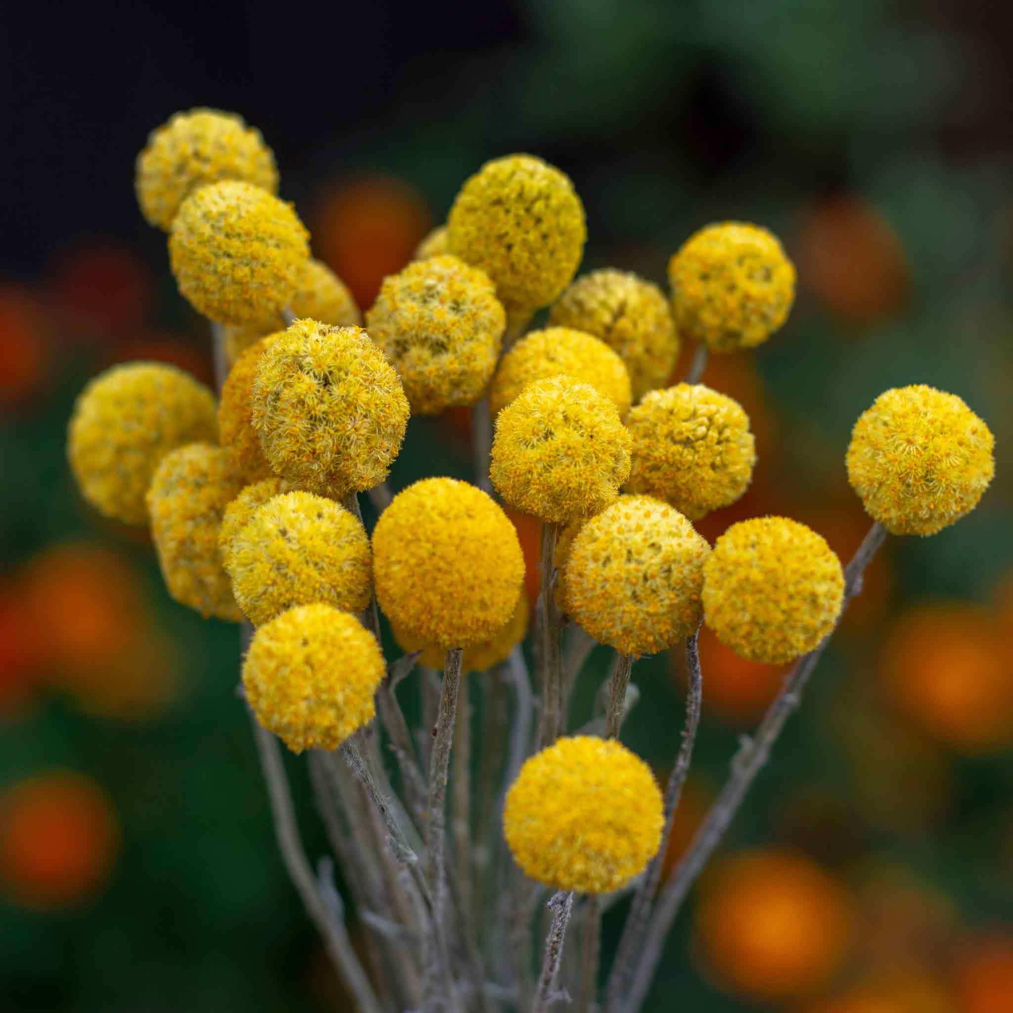 billy button seeds