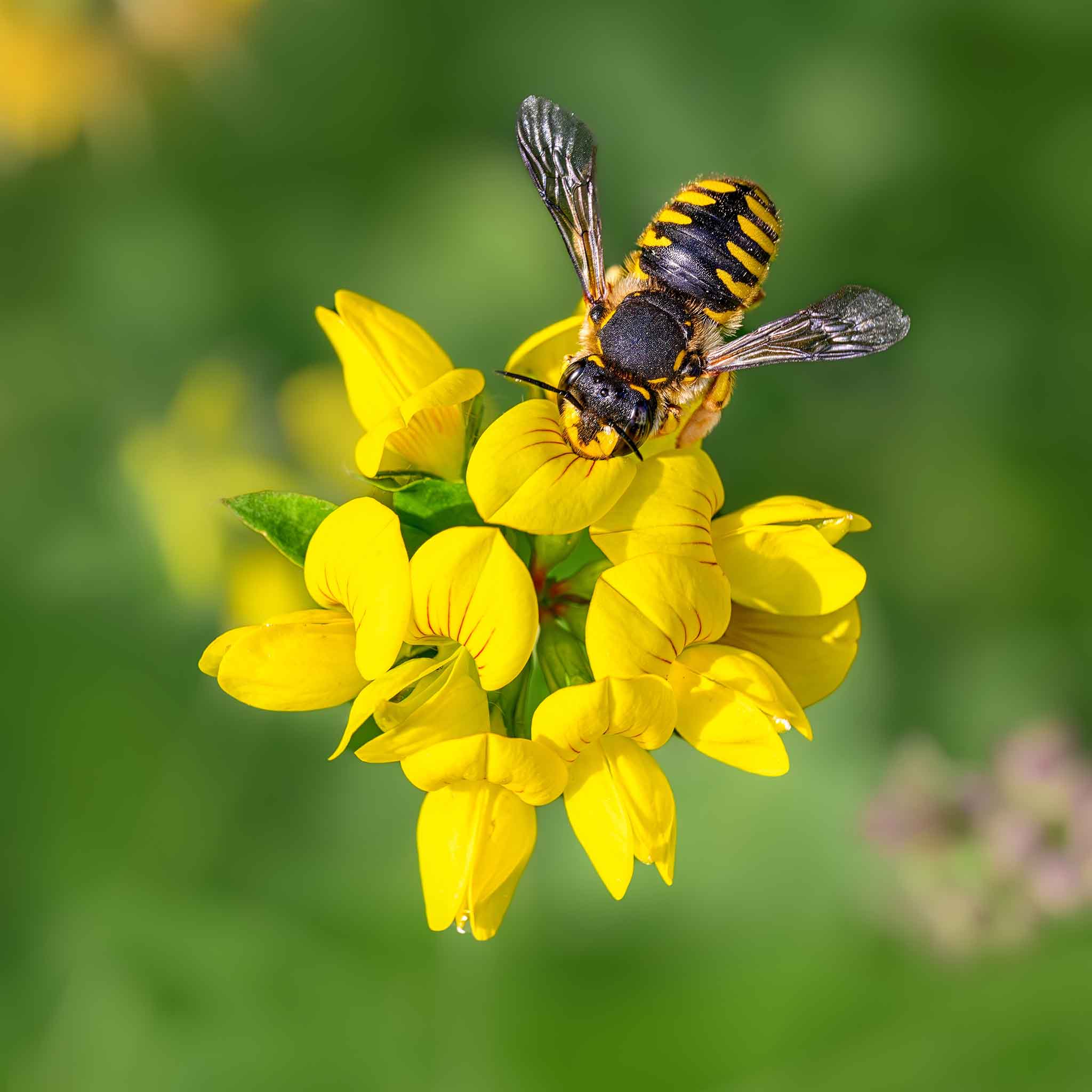 birdsfoot trefoil seeds