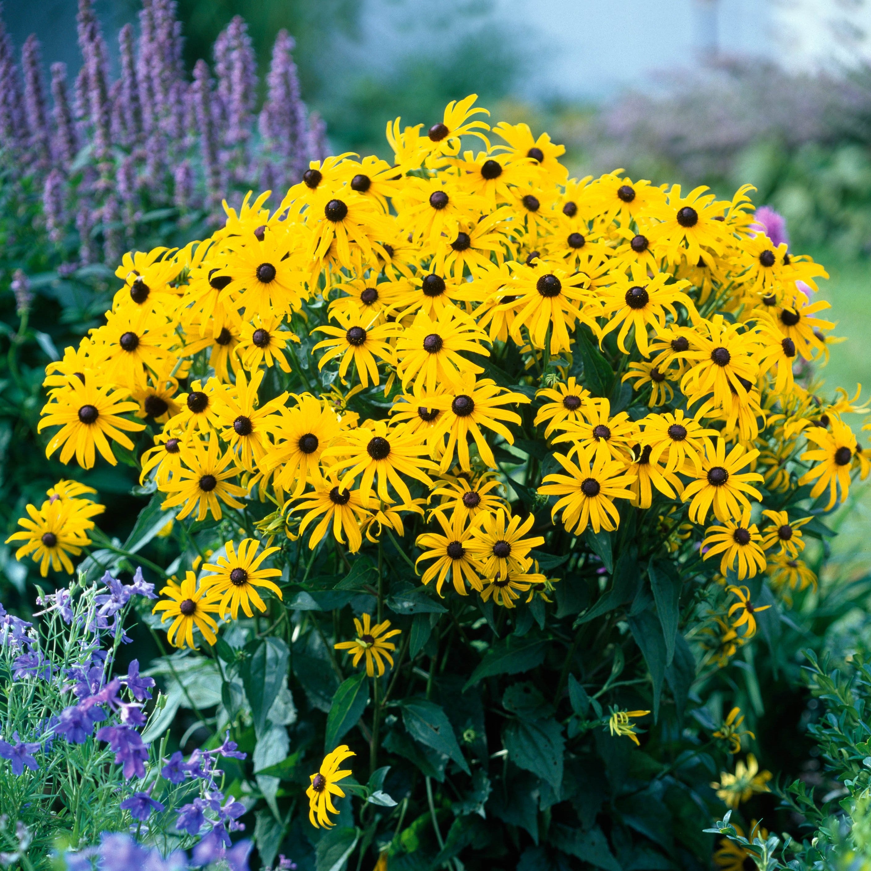 heirloom flower seeds