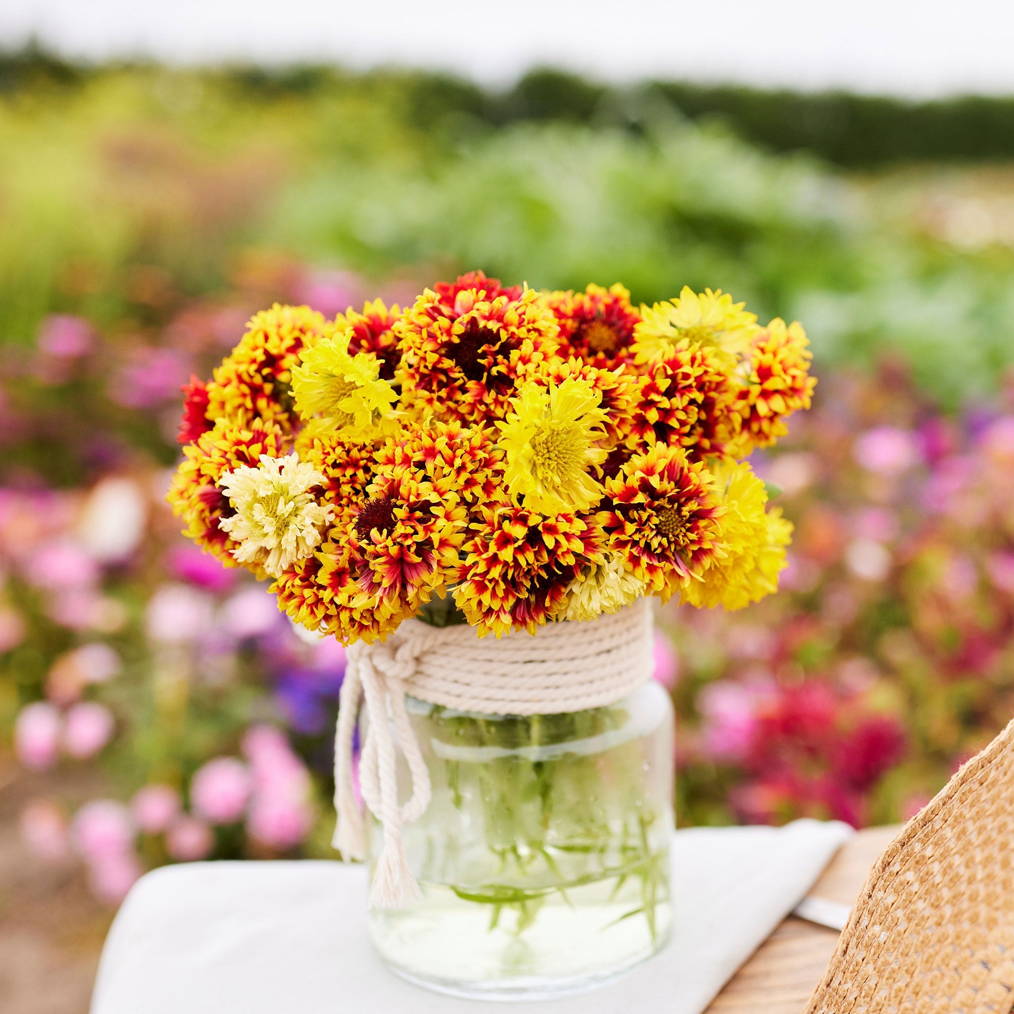 heirloom gaillardia seeds