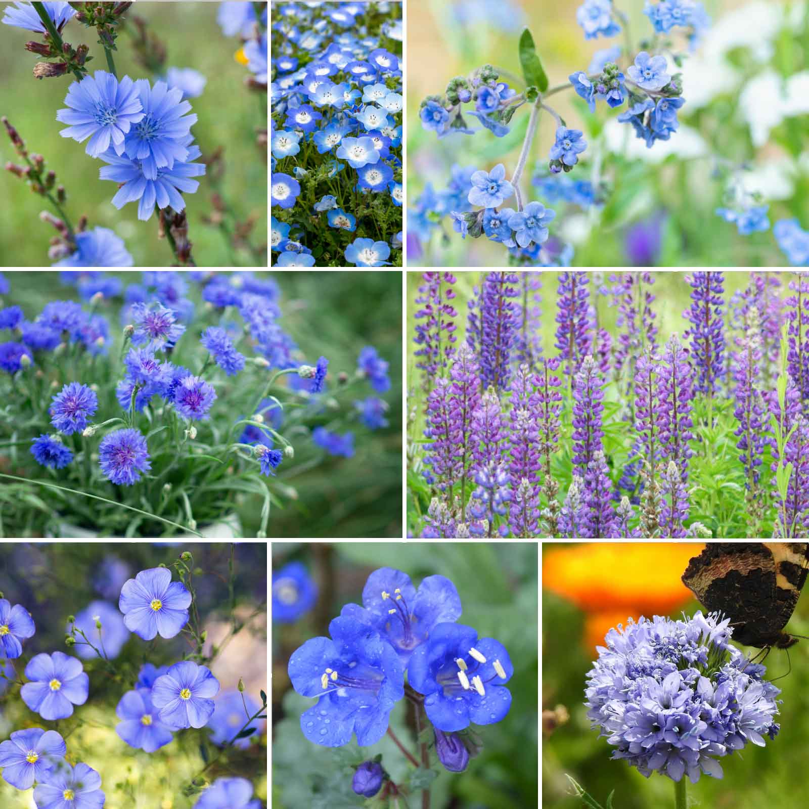blue wildflower seed mixes