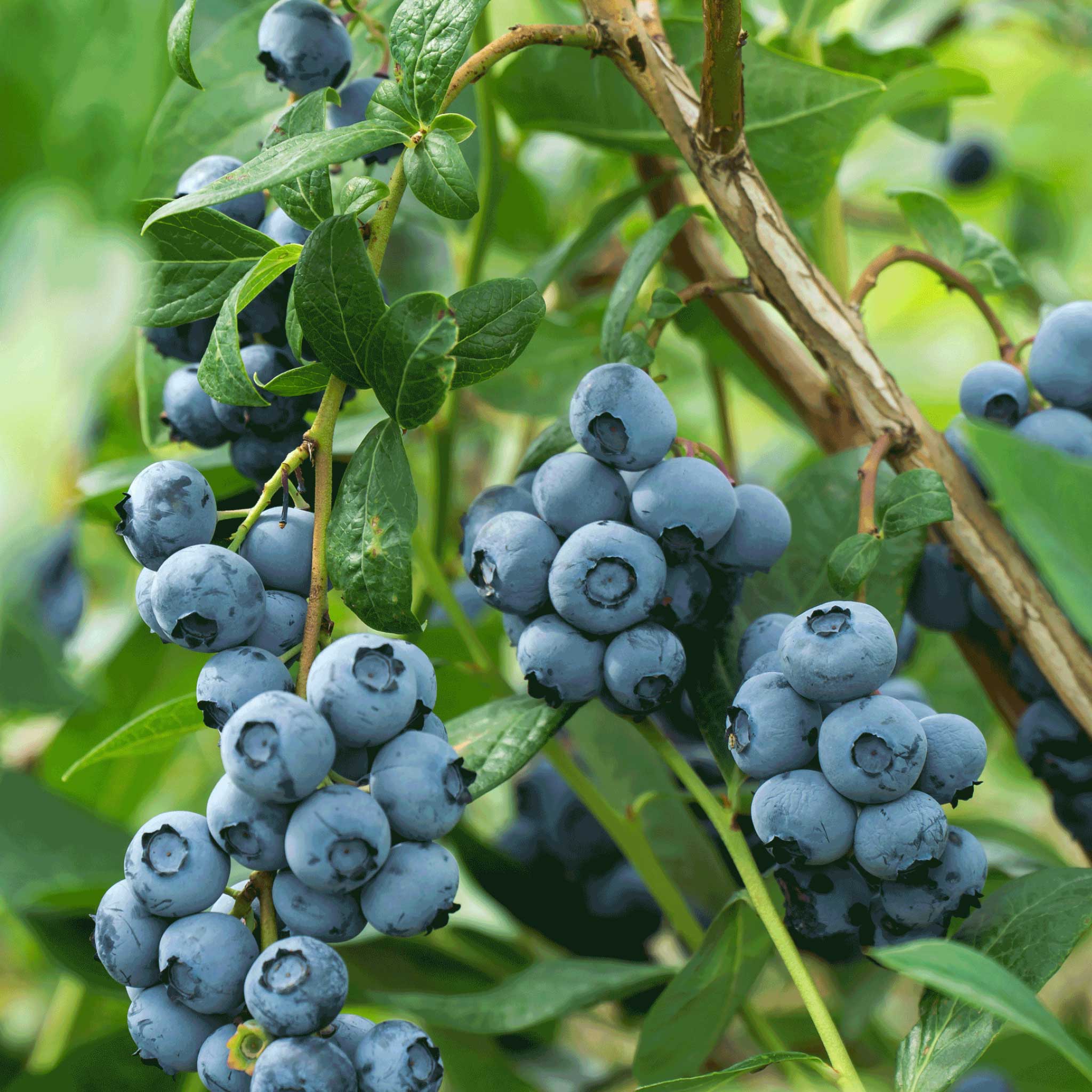 Blueberry Bushes