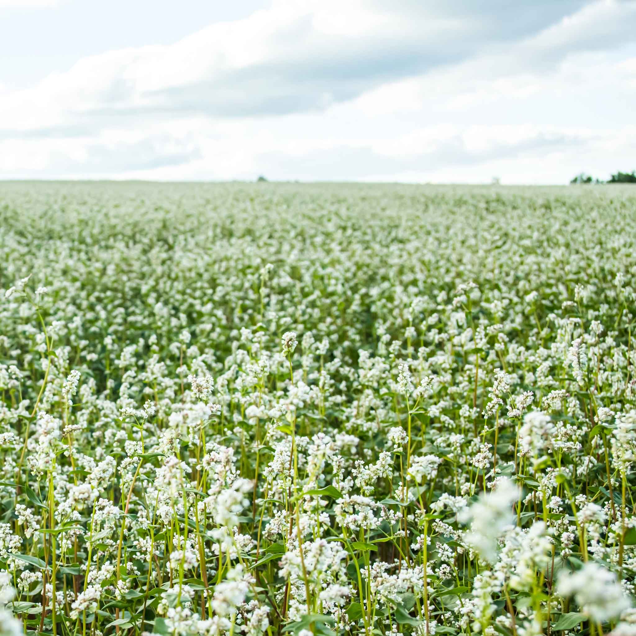 buckwheat seeds