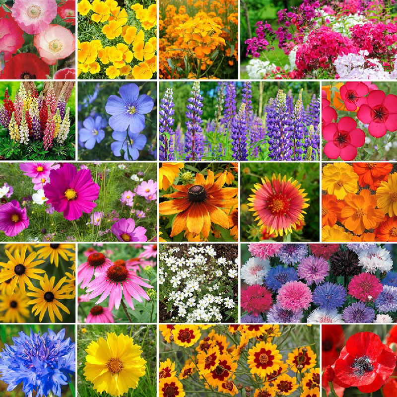 Flower & Wildflower Mixes | Shop 120 Varieties | Eden Brothers