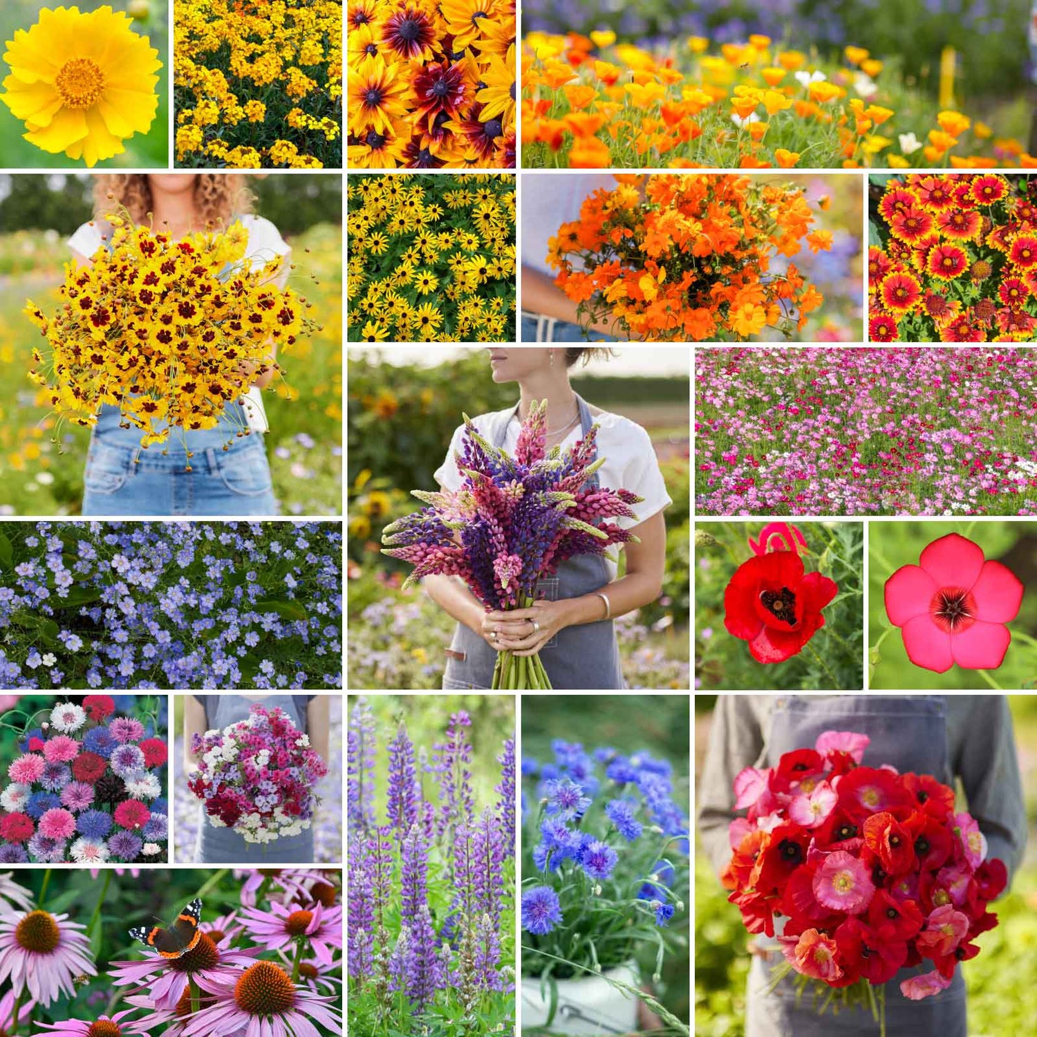 Flower & Wildflower Mixes