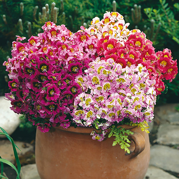 butterfly flower seeds