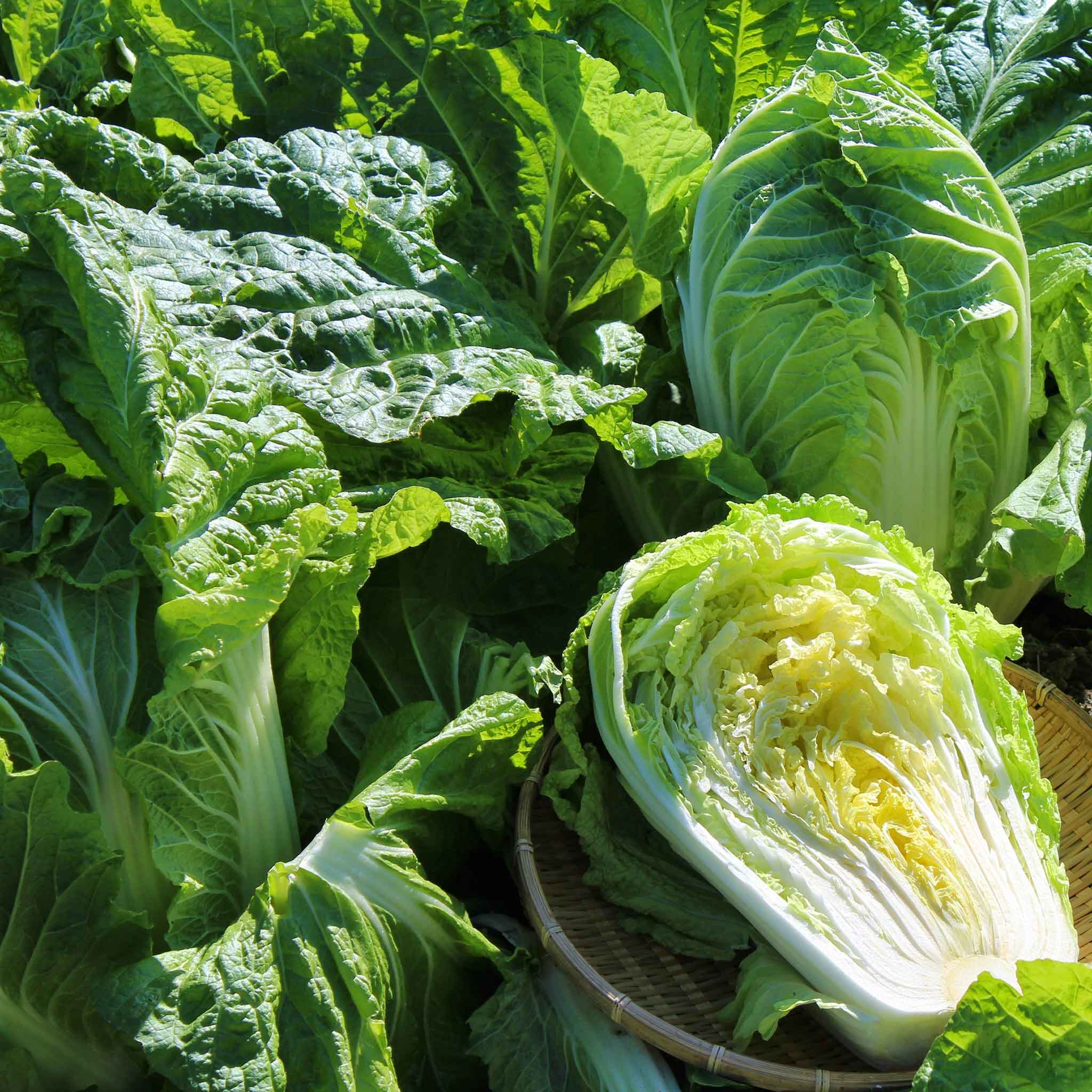 chinese cabbage seeds
