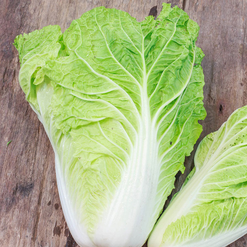 heirloom chinese cabbage seeds