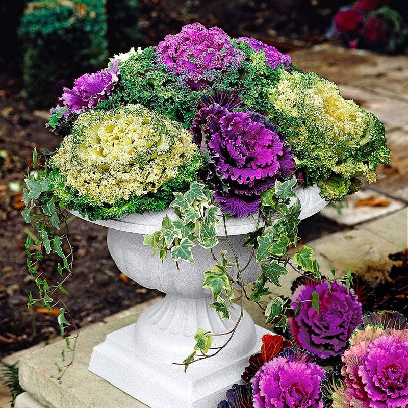 ornamental vegetables seeds