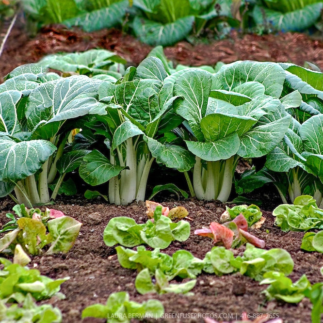 asian vegetable seeds
