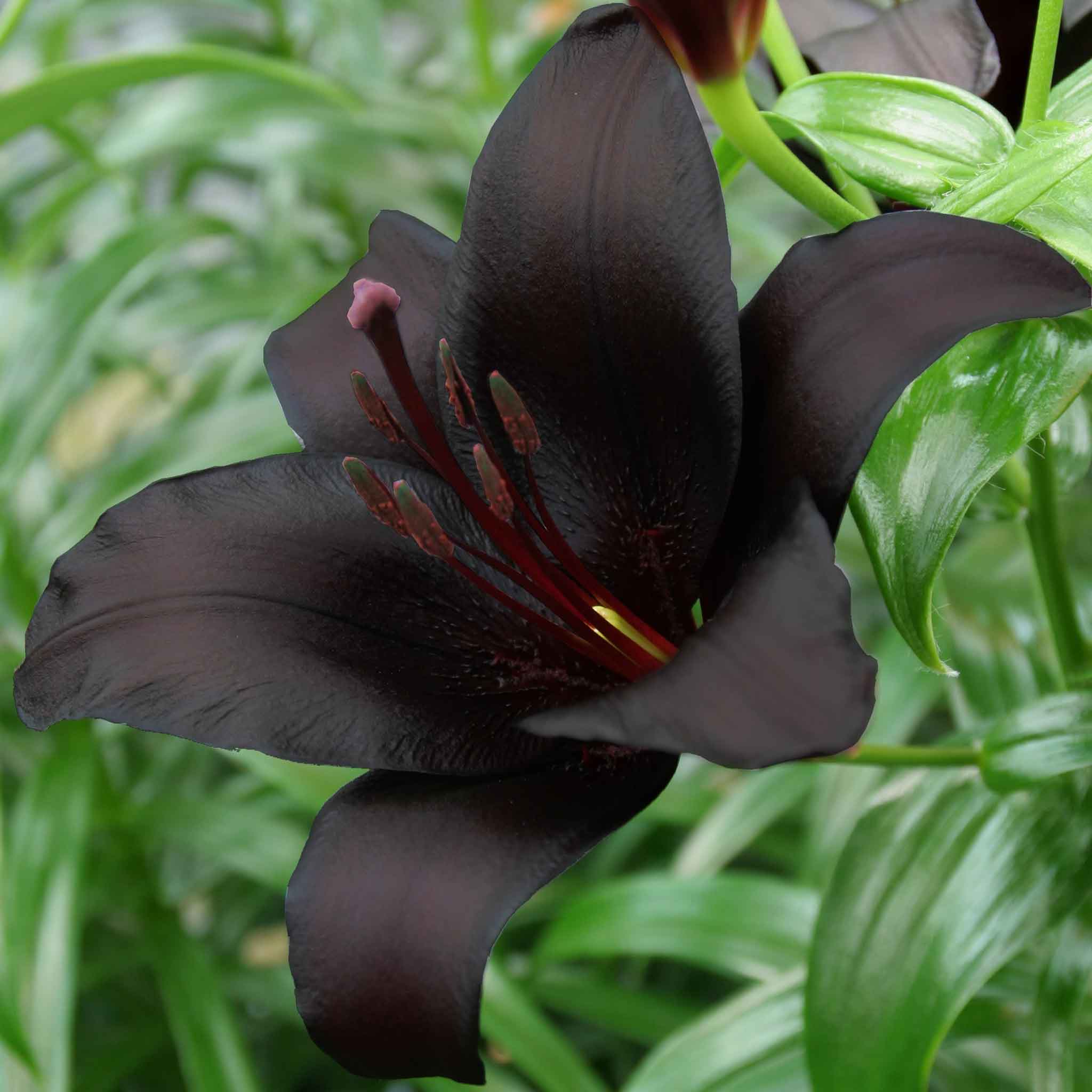 black flower seeds and bulbs