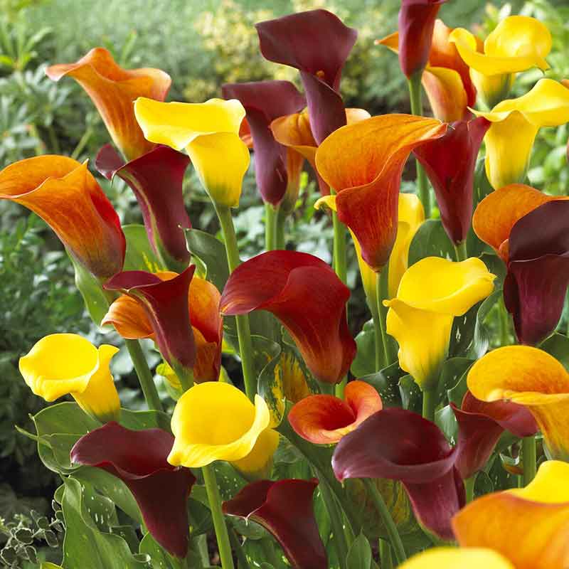 Calla Lily Bulbs