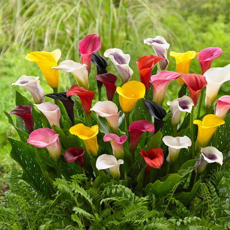calla lily bulbs