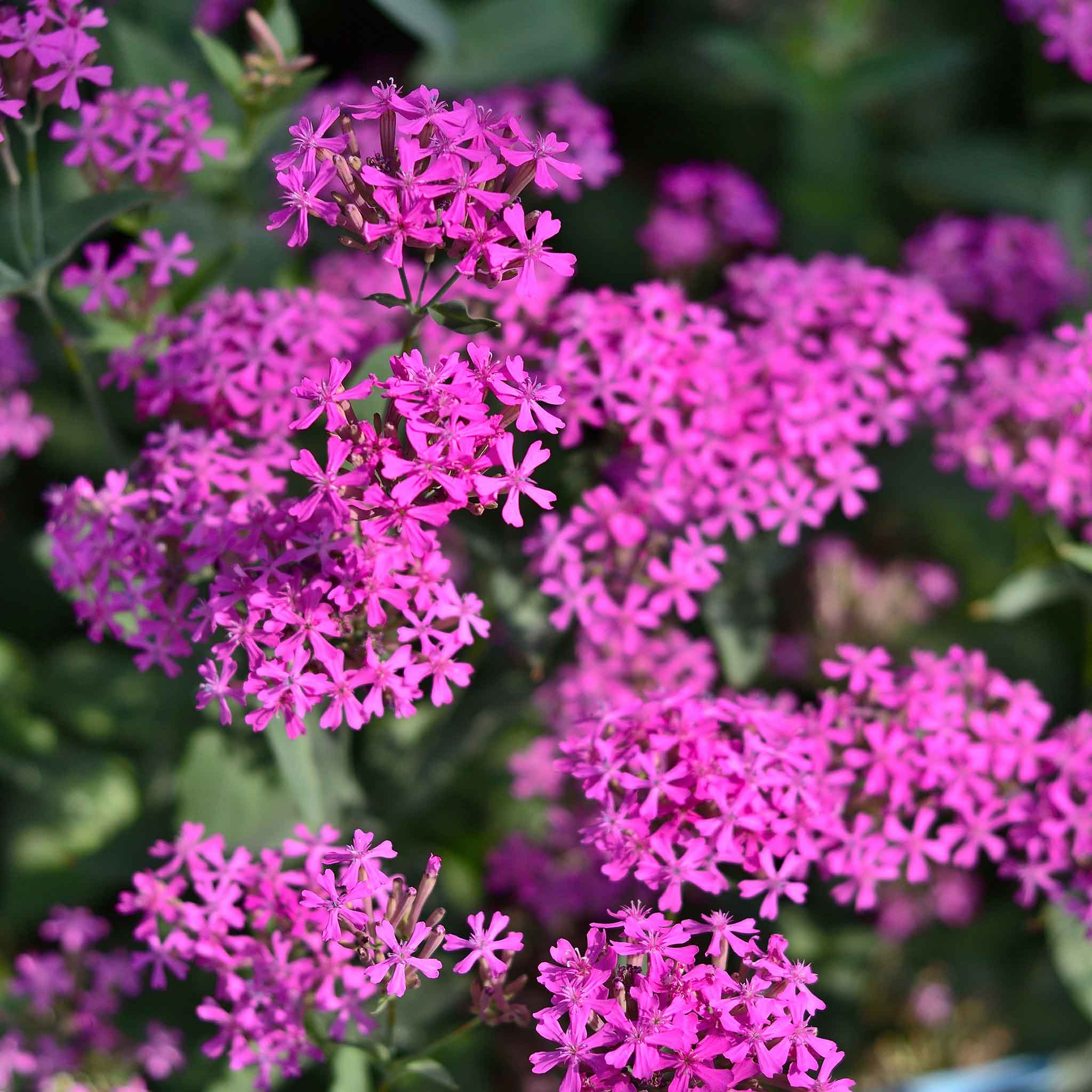 heirloom catchfly seeds