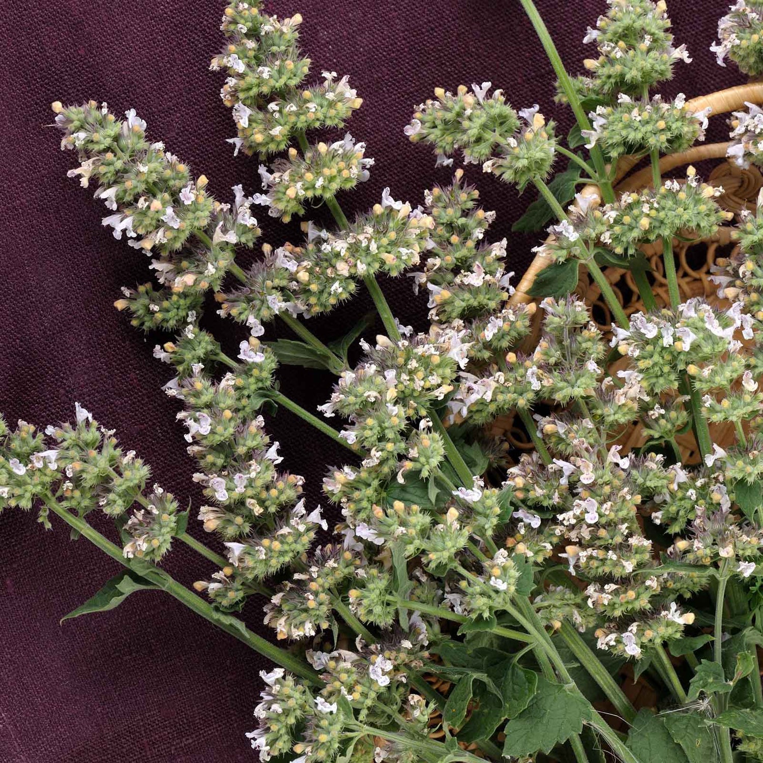 Herb Seeds 113 Varieties Eden Brothers