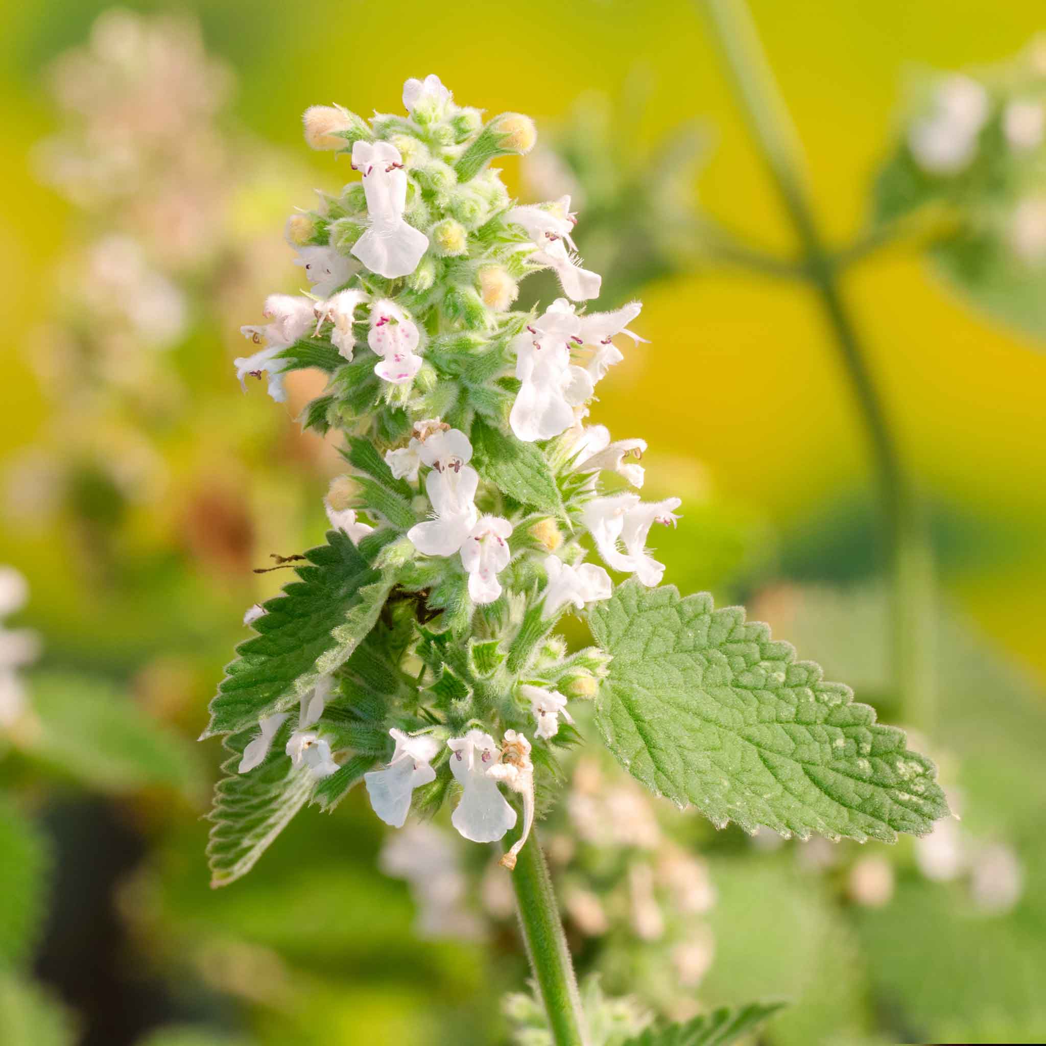catnip seed
