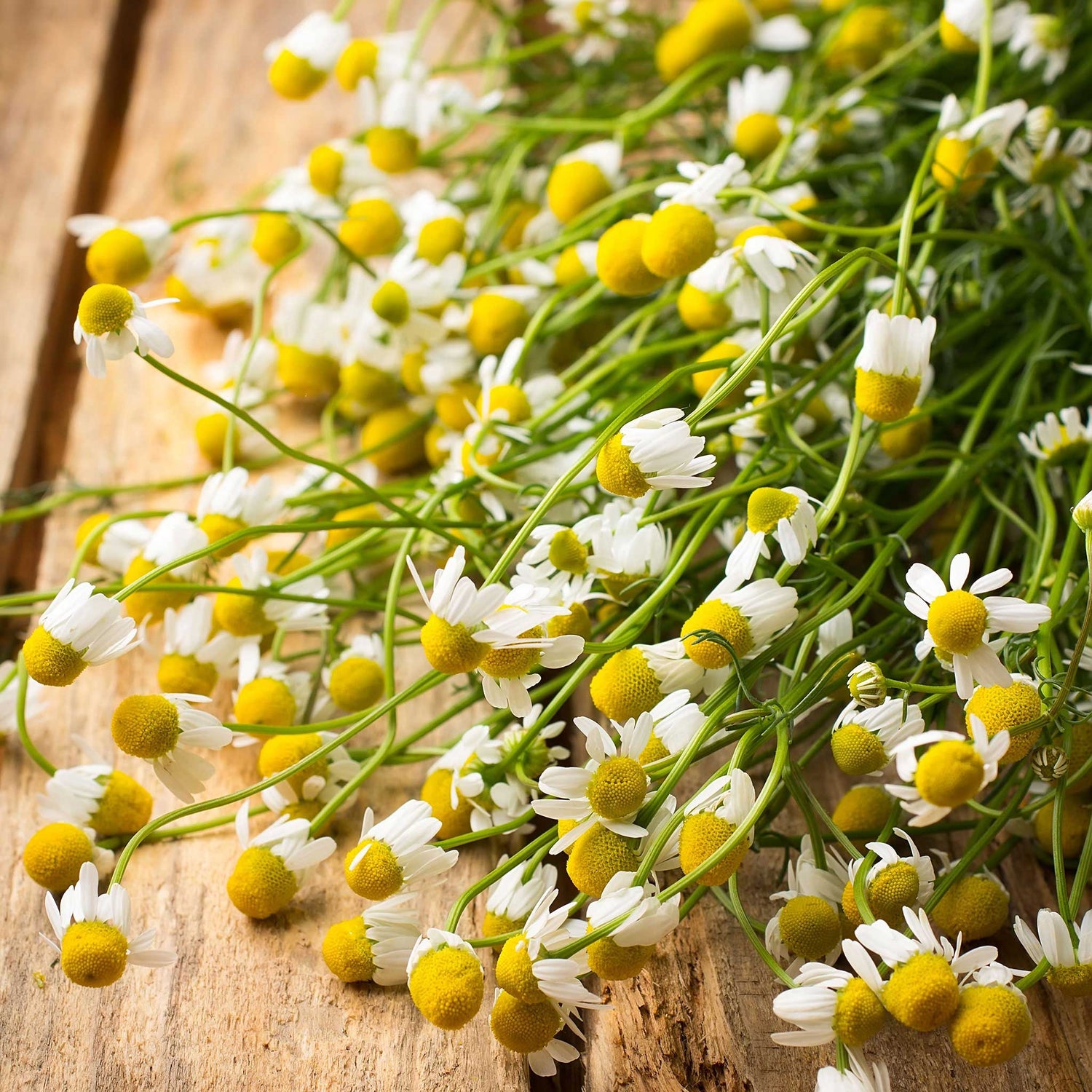 Organic Chamomile Seeds