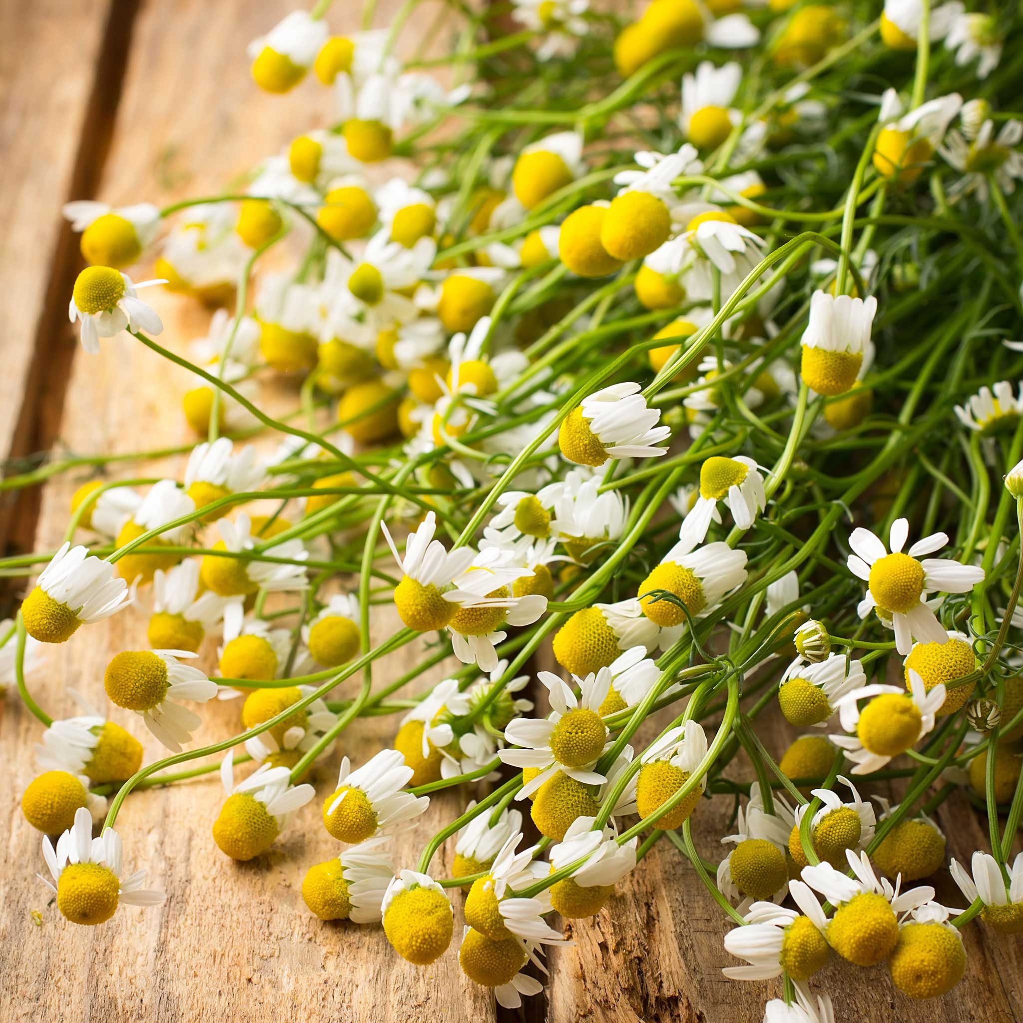 organic chamomile seeds