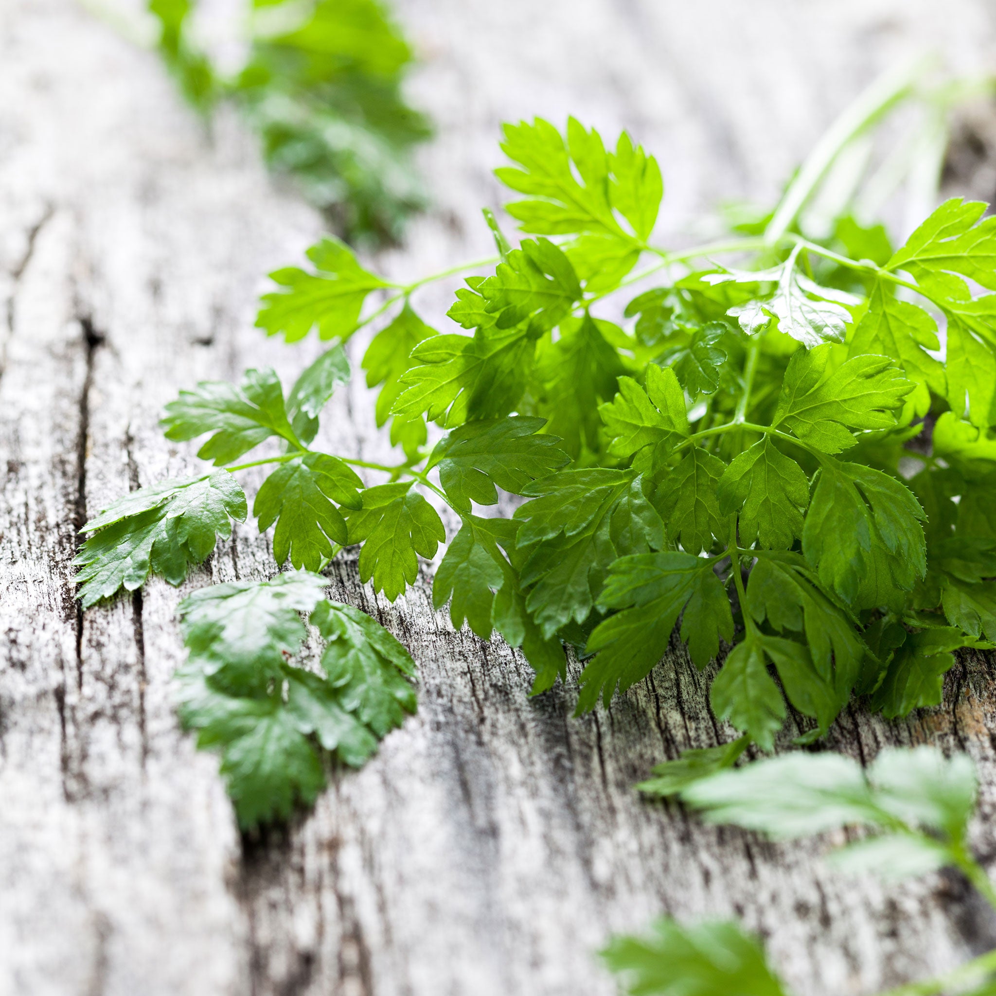 chervil seeds