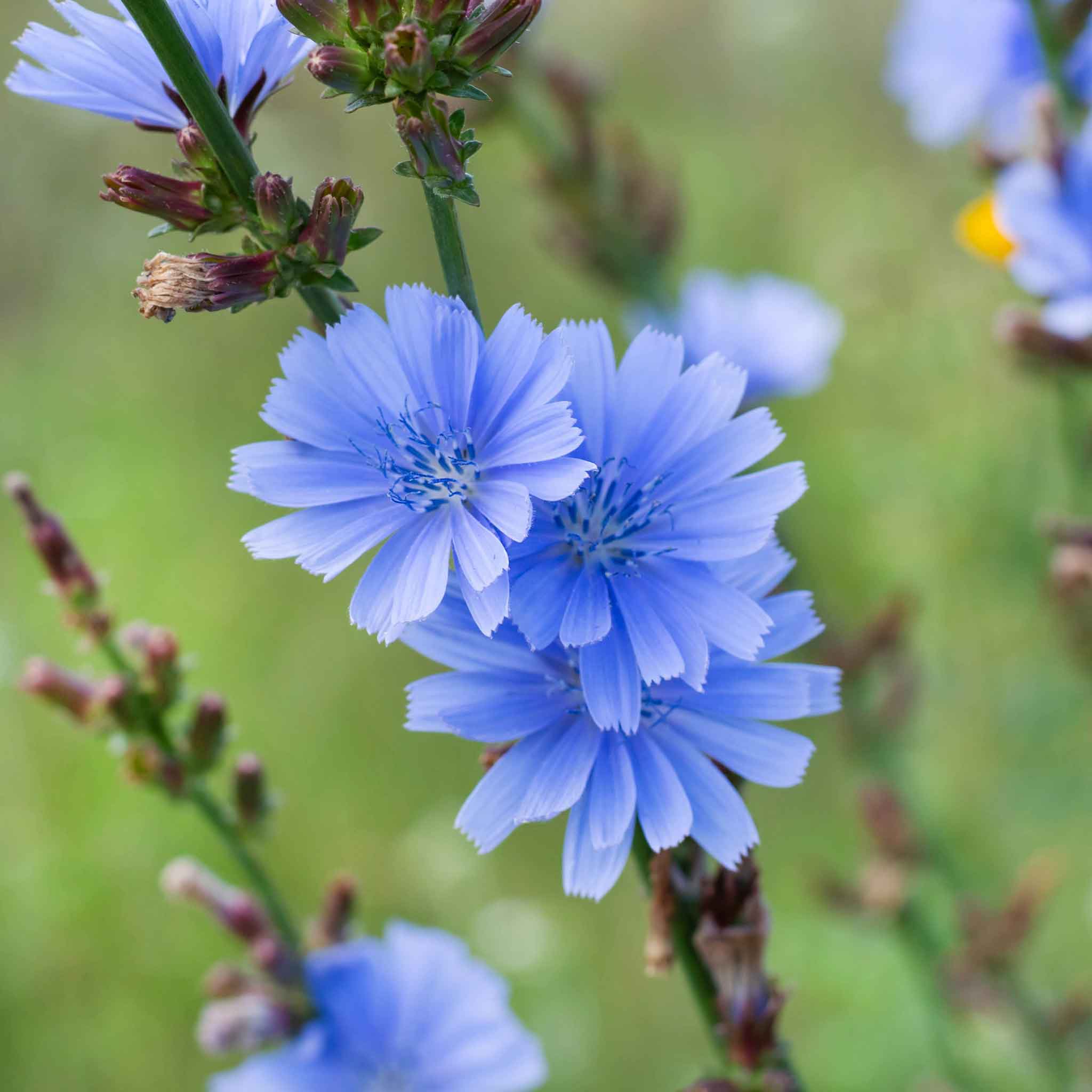 chicory seeds