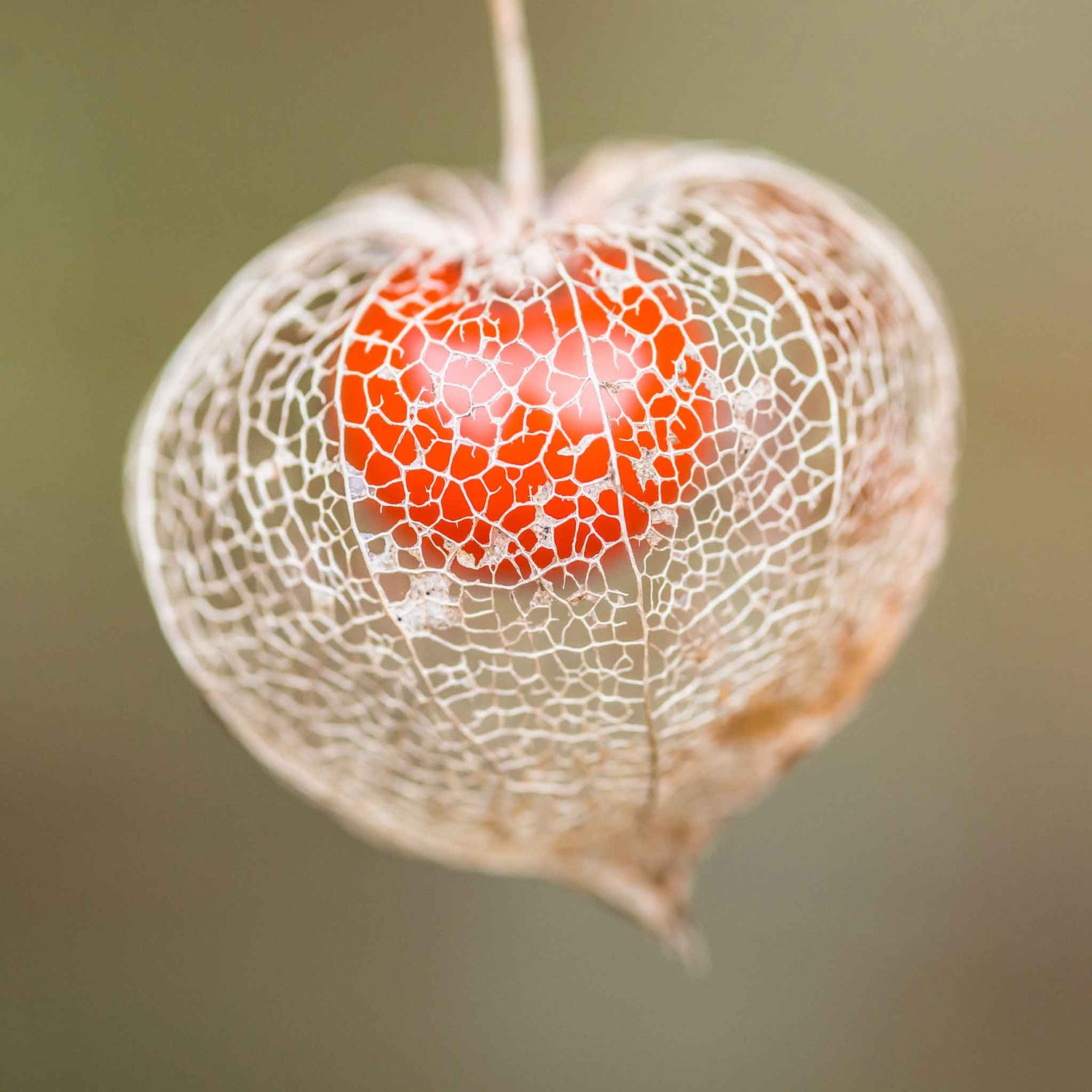 Chinese Lantern Seeds