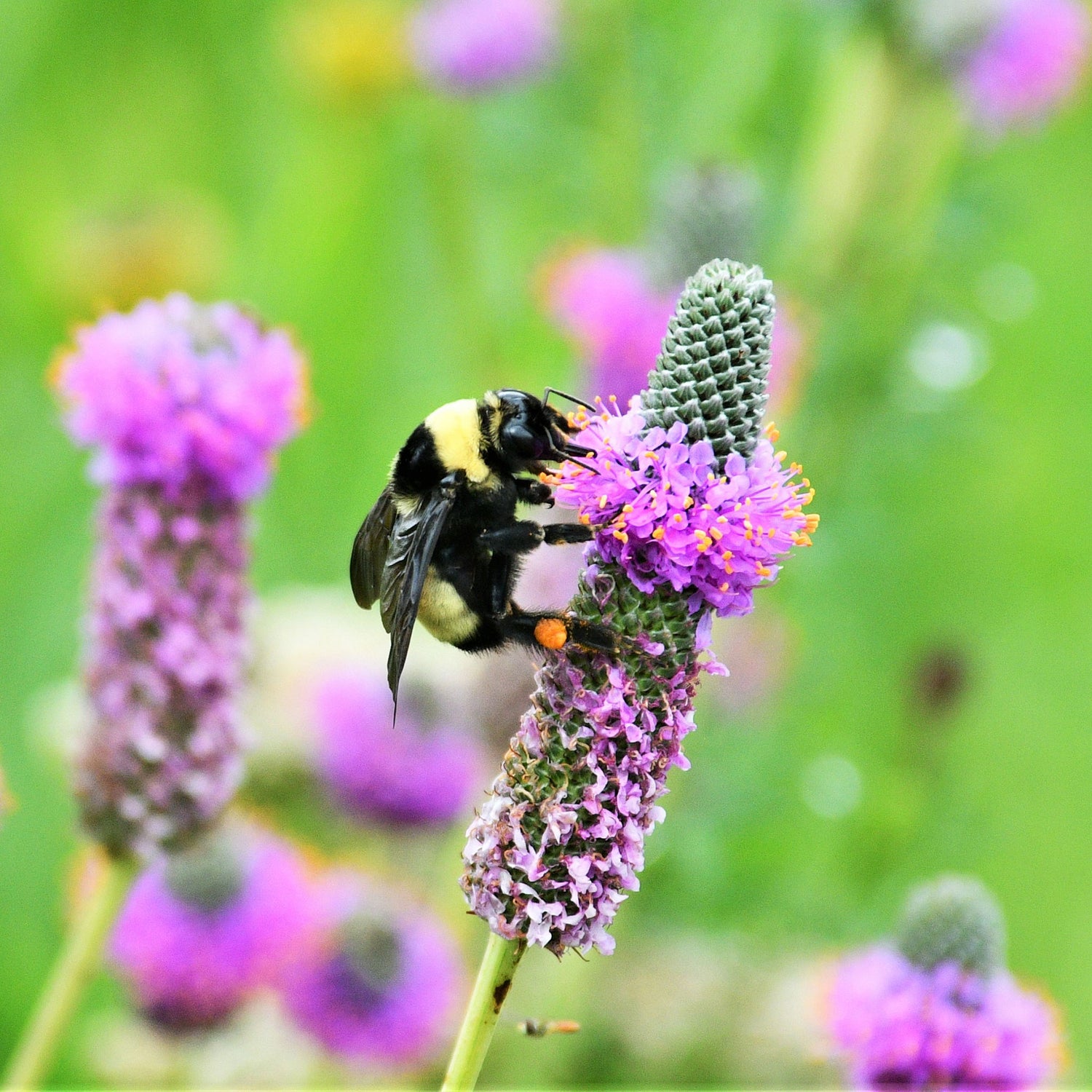 Clover Seeds