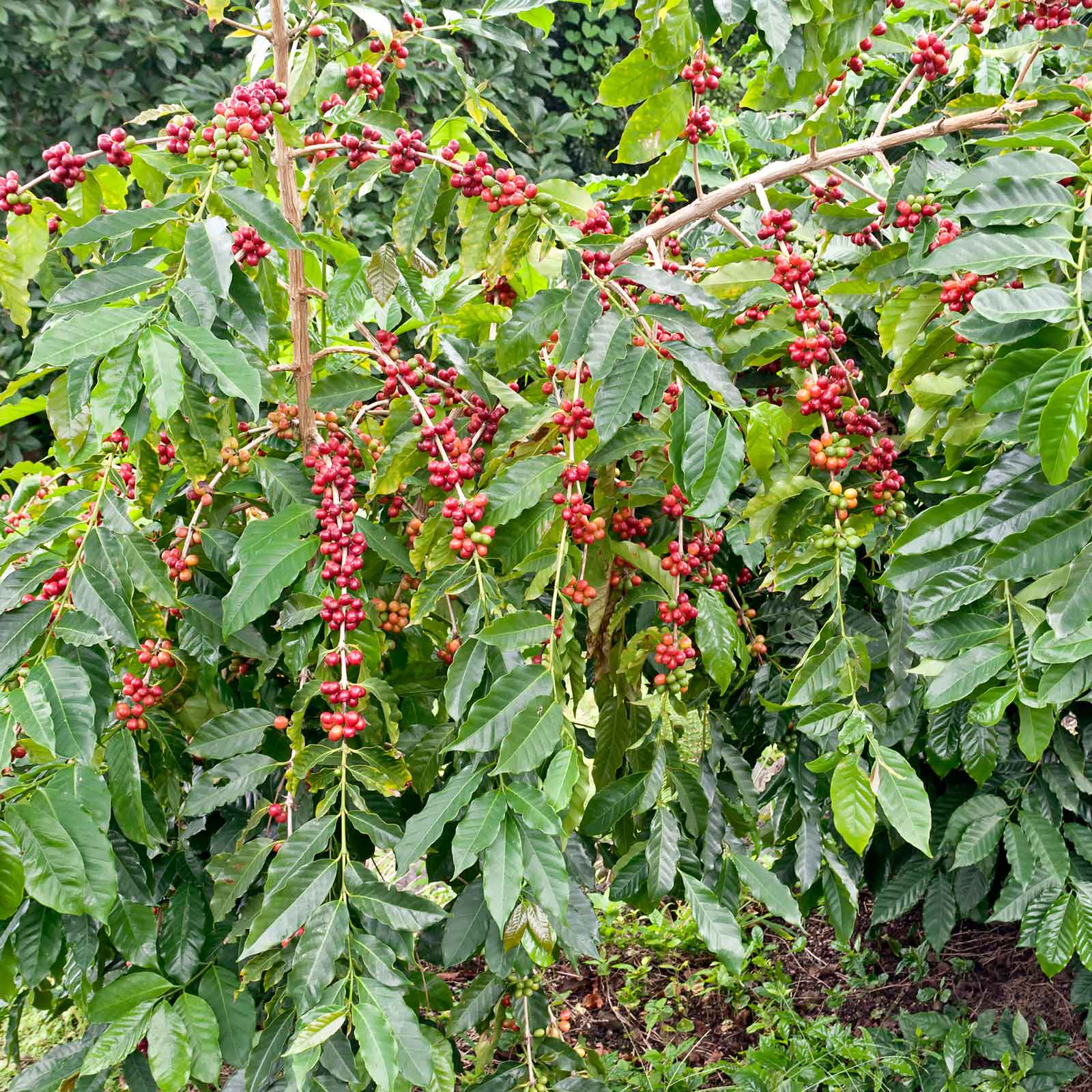 coffee plant seeds