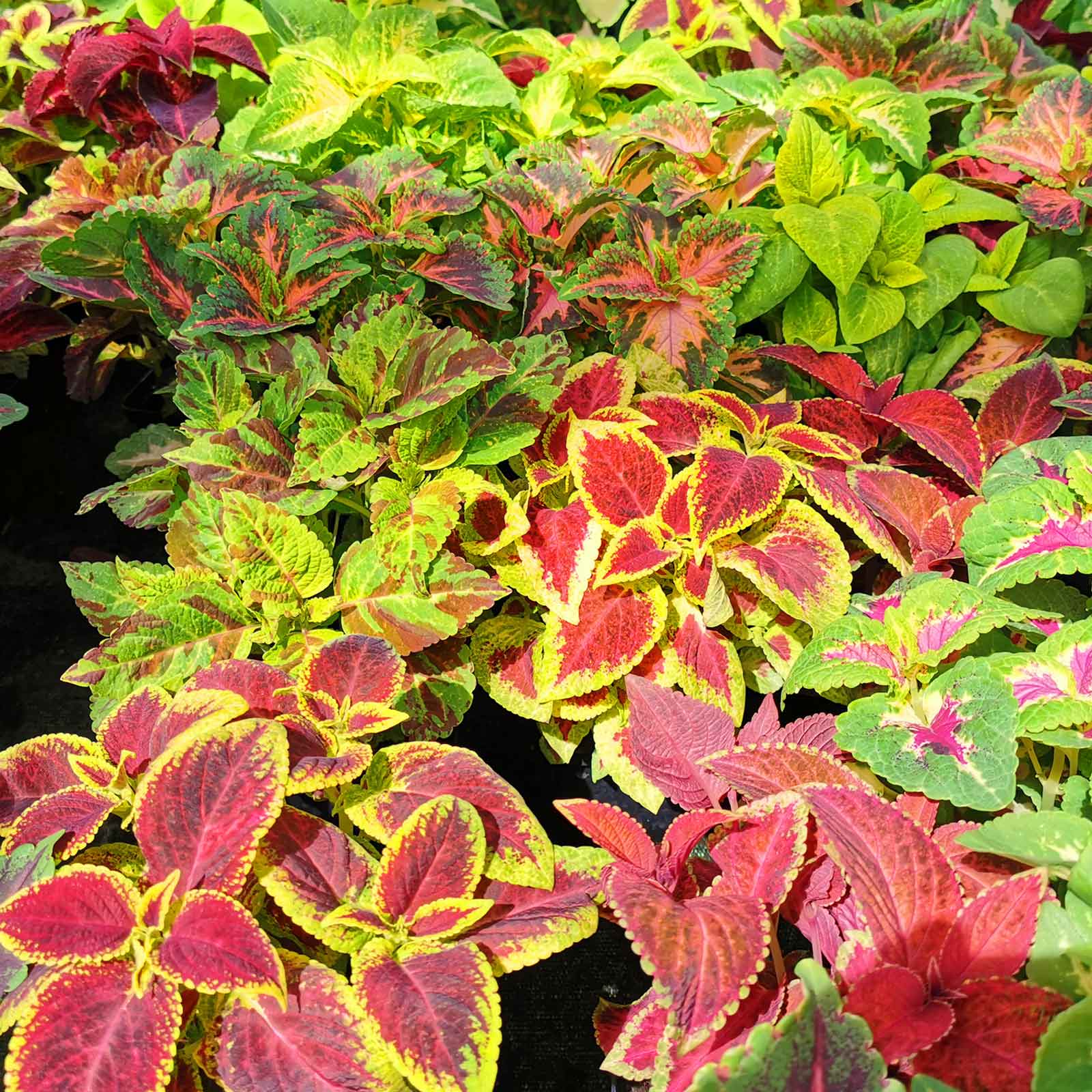 coleus seeds