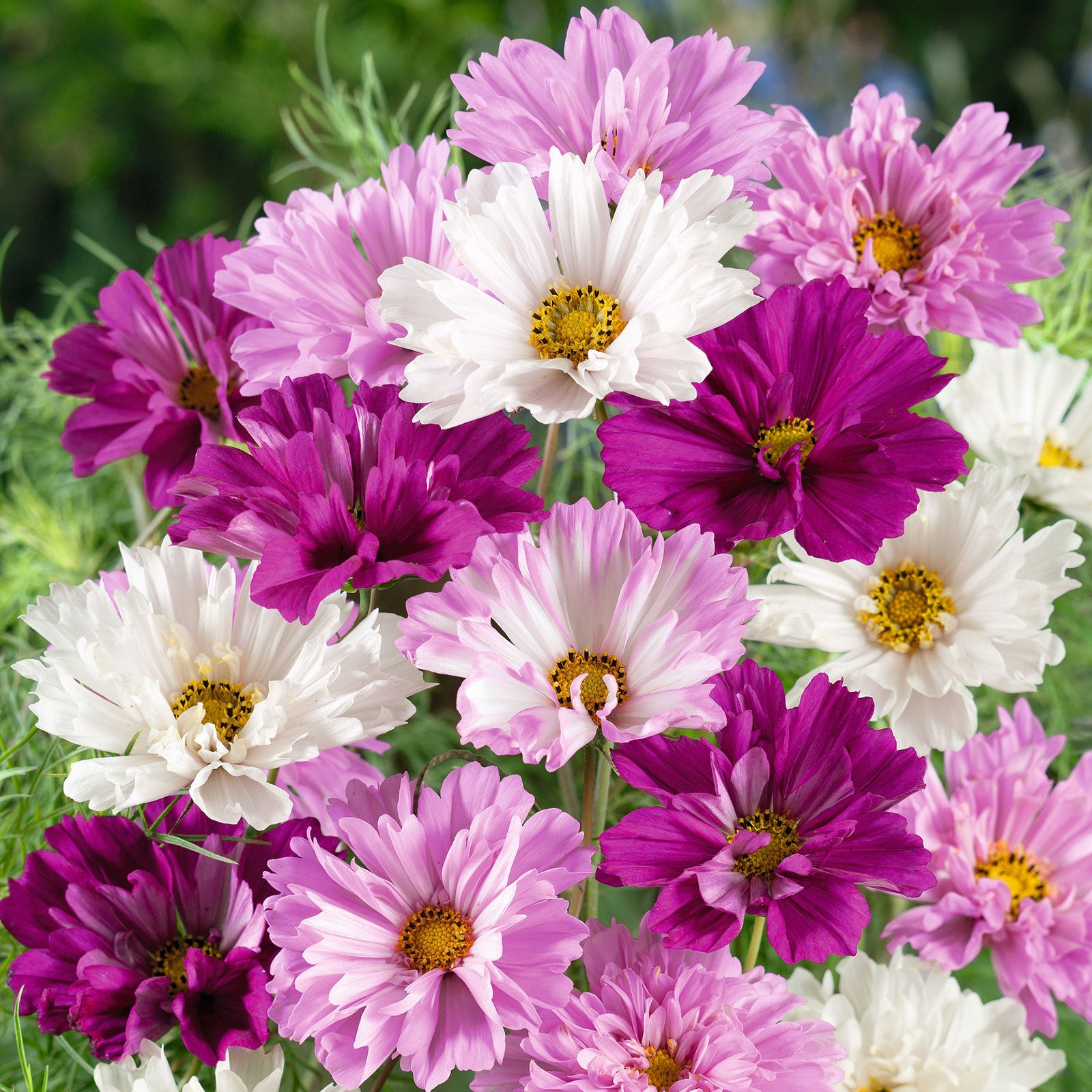 annual flower seeds