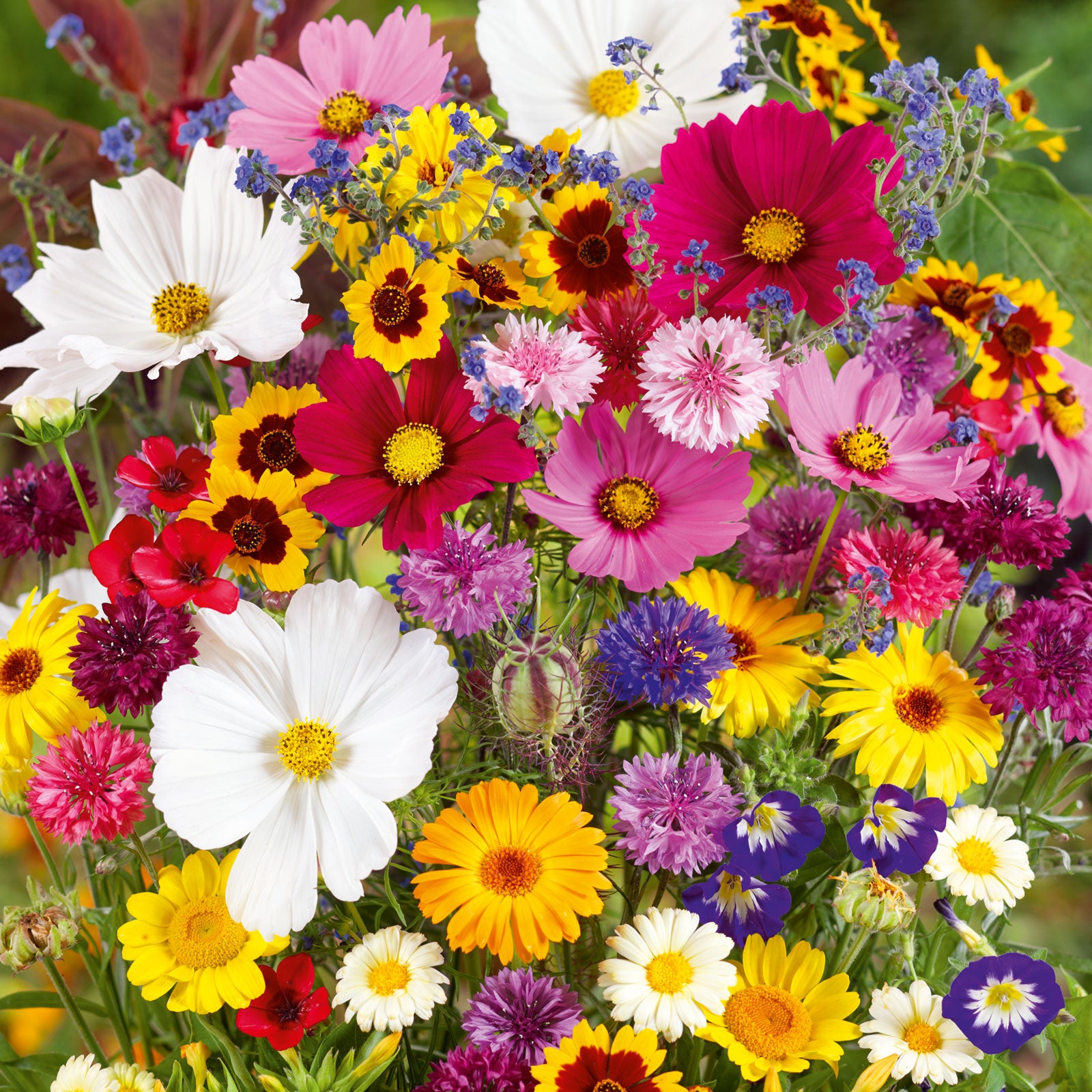 pollinator wildflower seed mixes