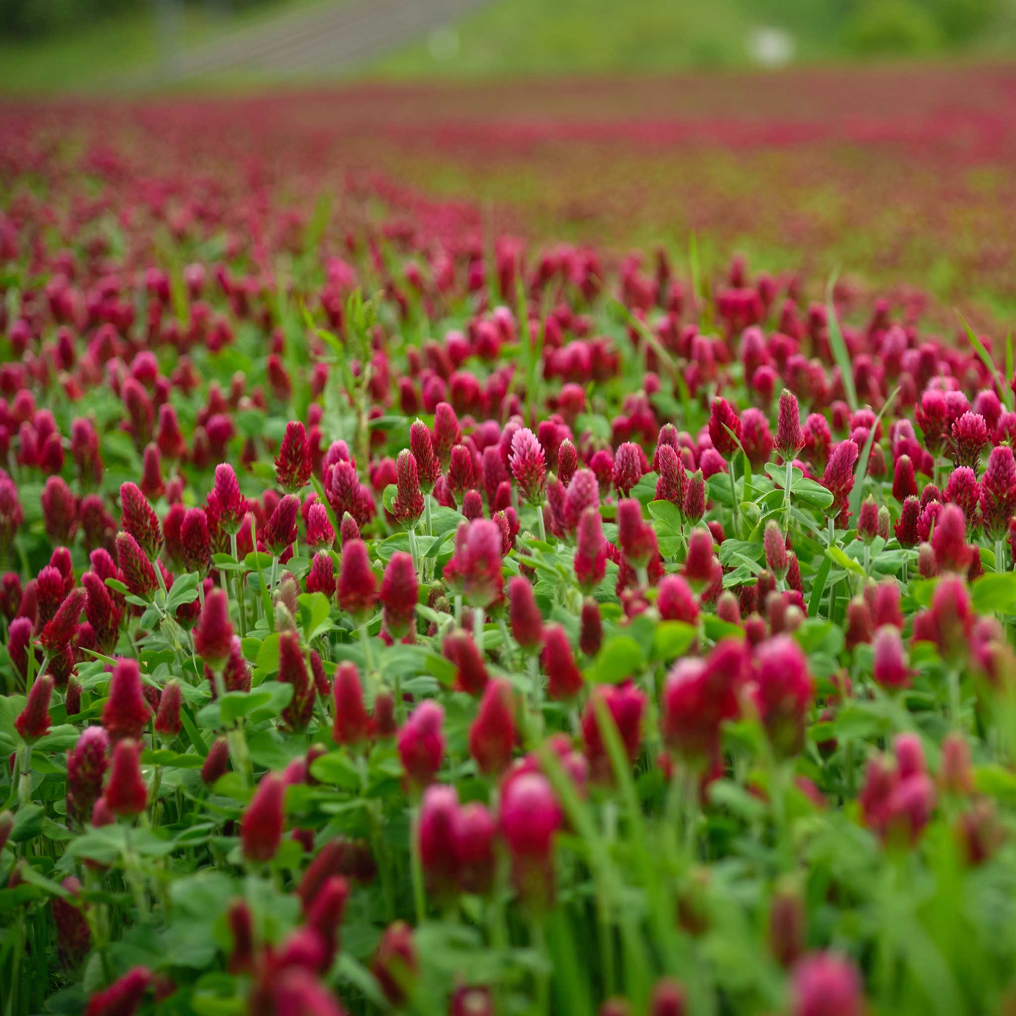 Cover Crop Seeds