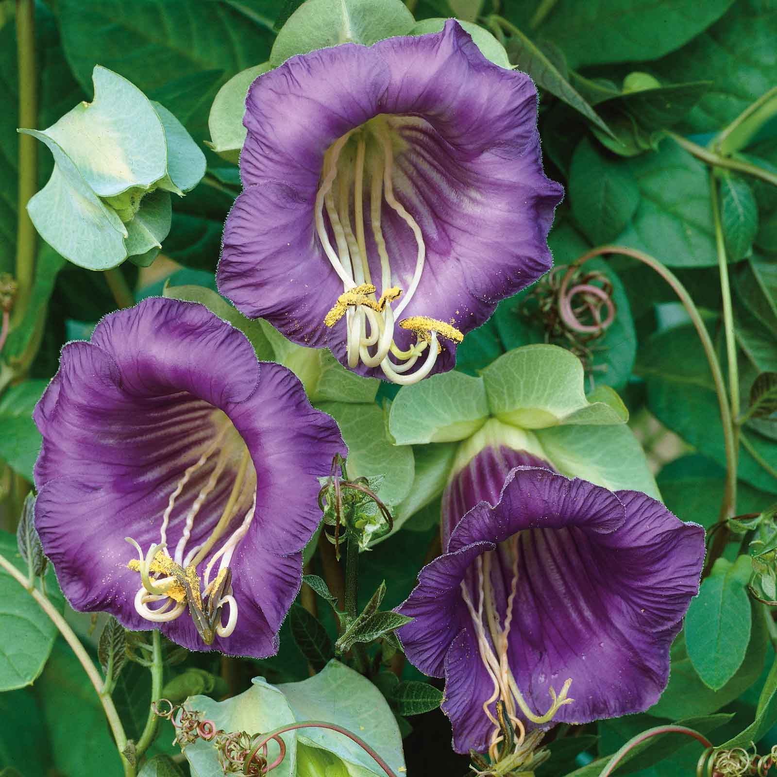 cup and saucer seeds
