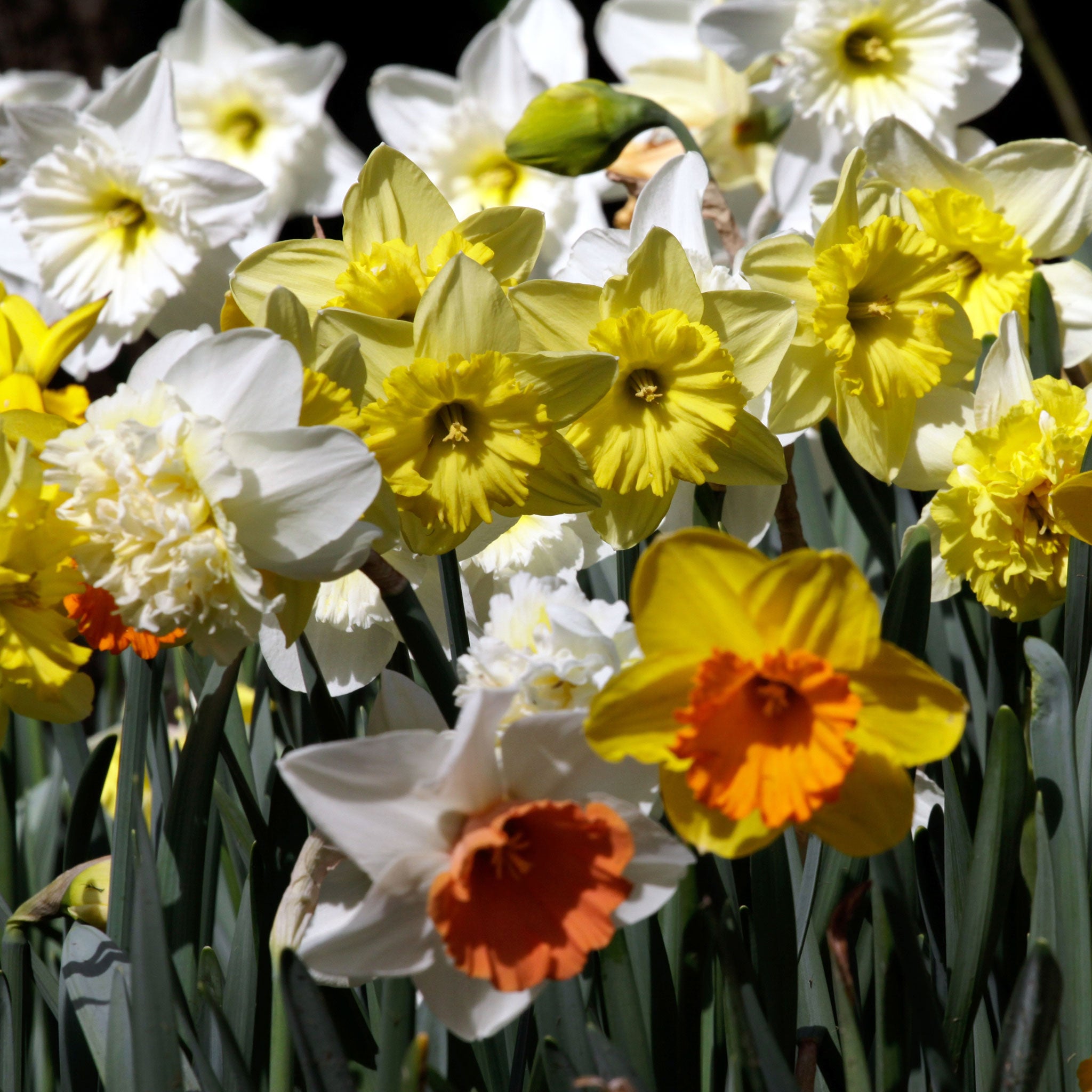 bulbs for continuous blooms garden